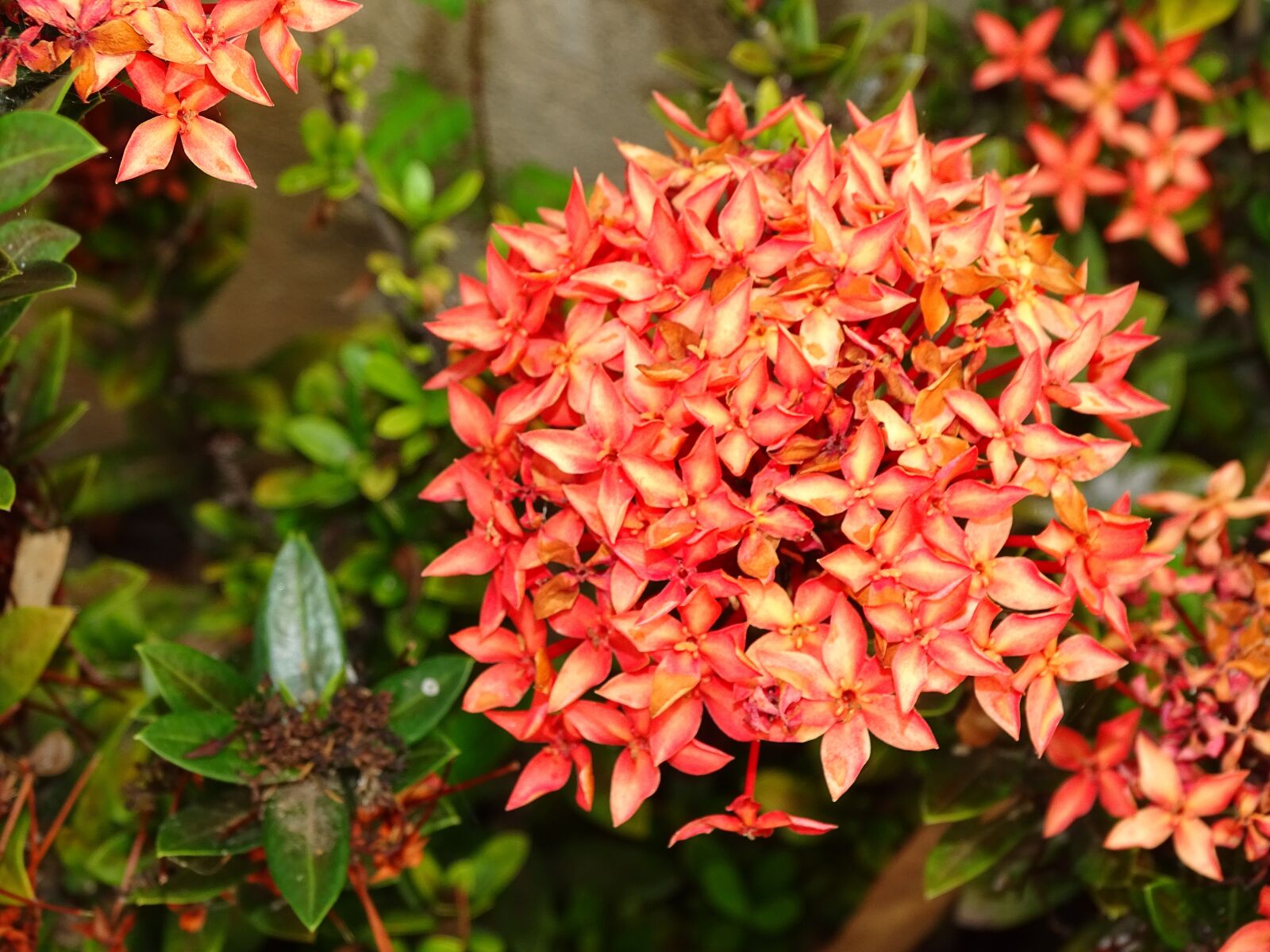 Sony DSC-HX400 sample photo. Flowers, nature, garden photography