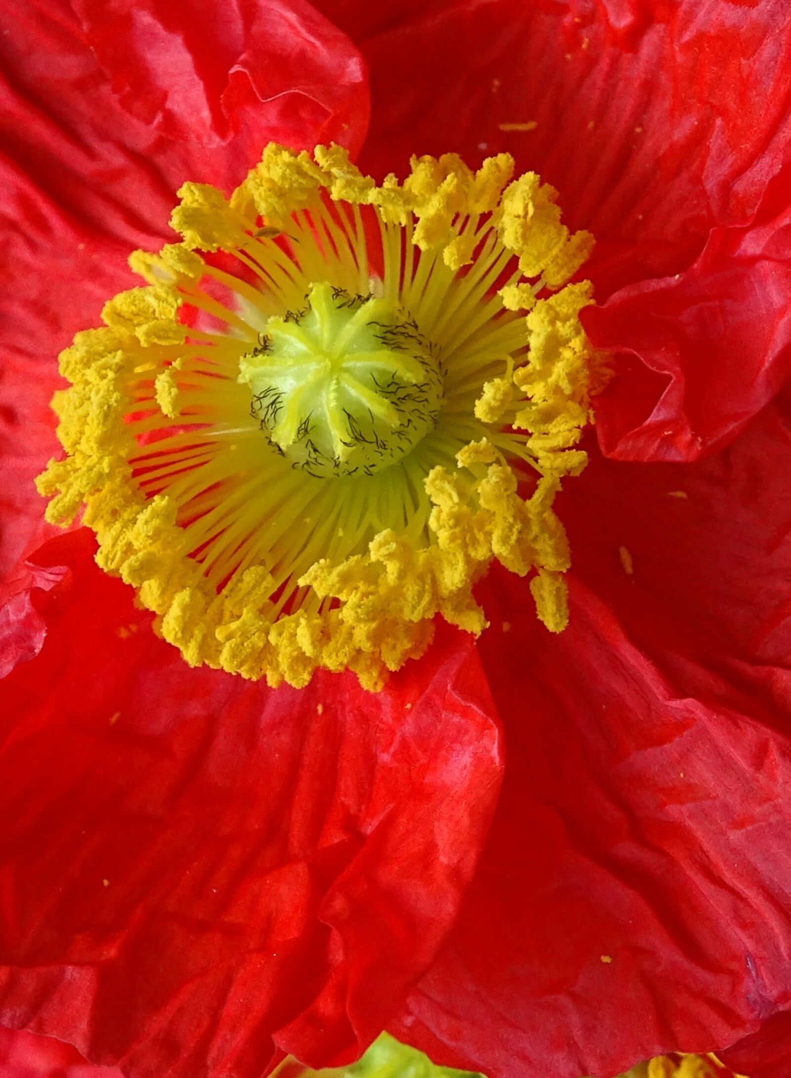 Sony Cyber-shot DSC-HX400V sample photo. Flower, poppy, blossom photography