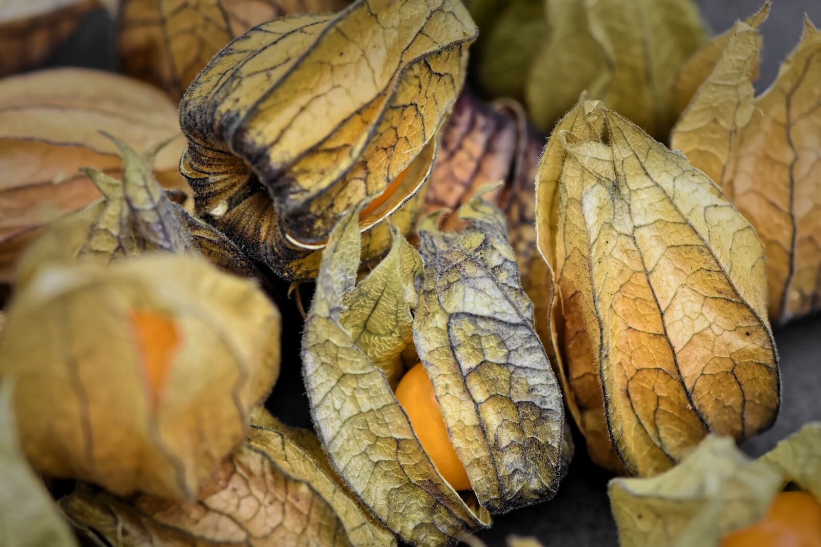 Nikon D7200 sample photo. Physalis, fruit, berry photography