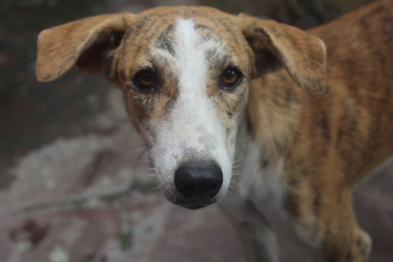 Canon EOS 1200D (EOS Rebel T5 / EOS Kiss X70 / EOS Hi) sample photo. Dog, coloured, picture photography