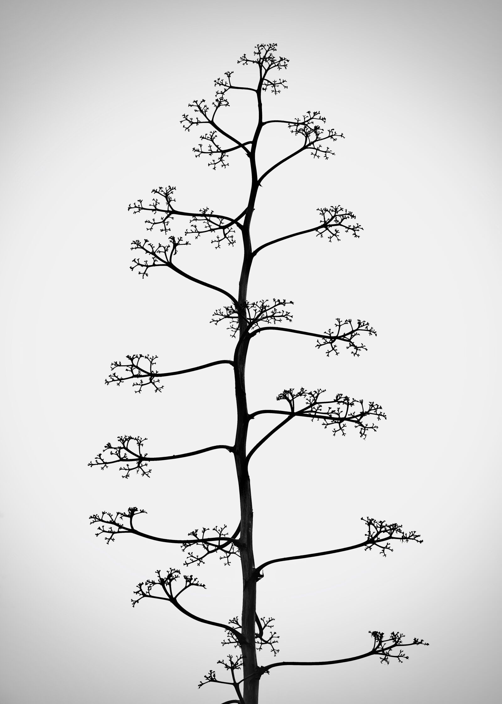 Nikon Nikkor Z 24-70mm F2.8 S sample photo. Mood, tender, sad photography
