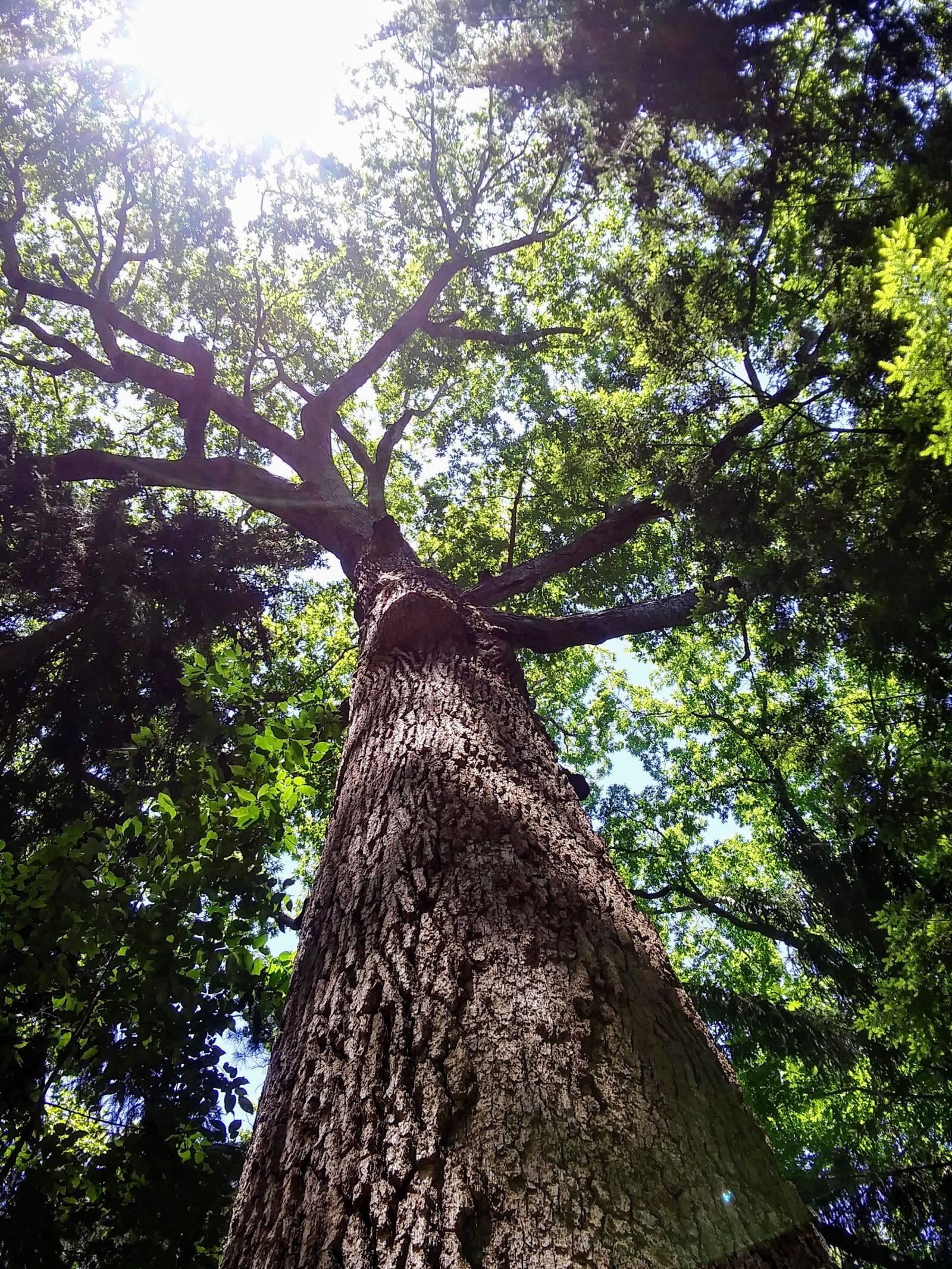 LG K8(2018) sample photo. Tall tree, sunlight, forest photography