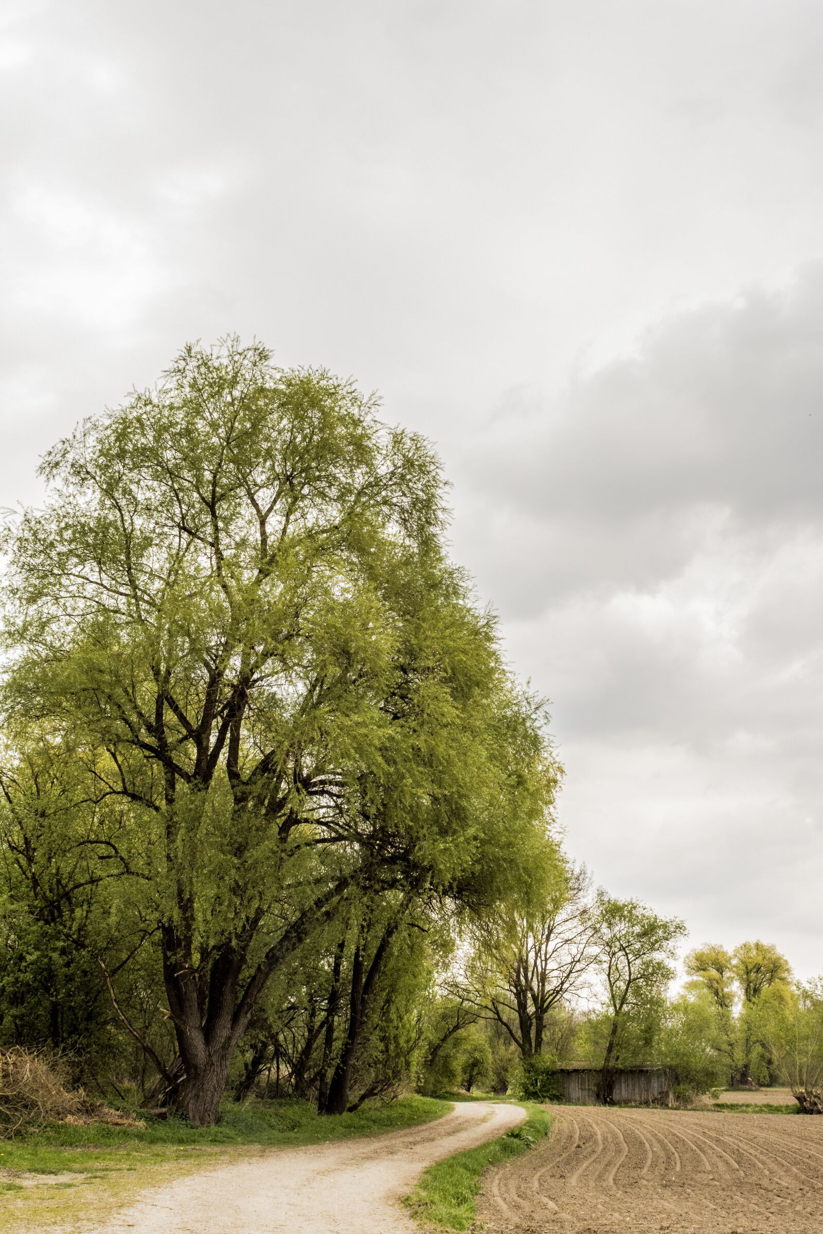 Nikon D7200 sample photo. Nature, away, trees photography