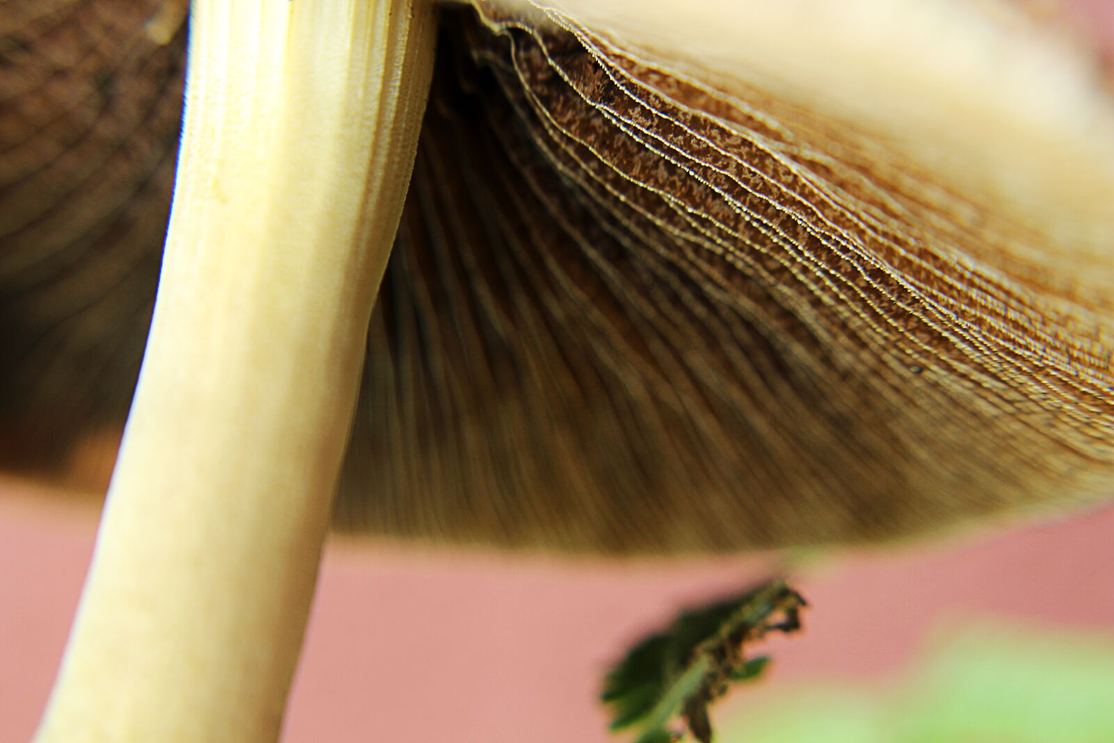 Canon EOS 650D (EOS Rebel T4i / EOS Kiss X6i) sample photo. Nature, mushrooms, forest photography