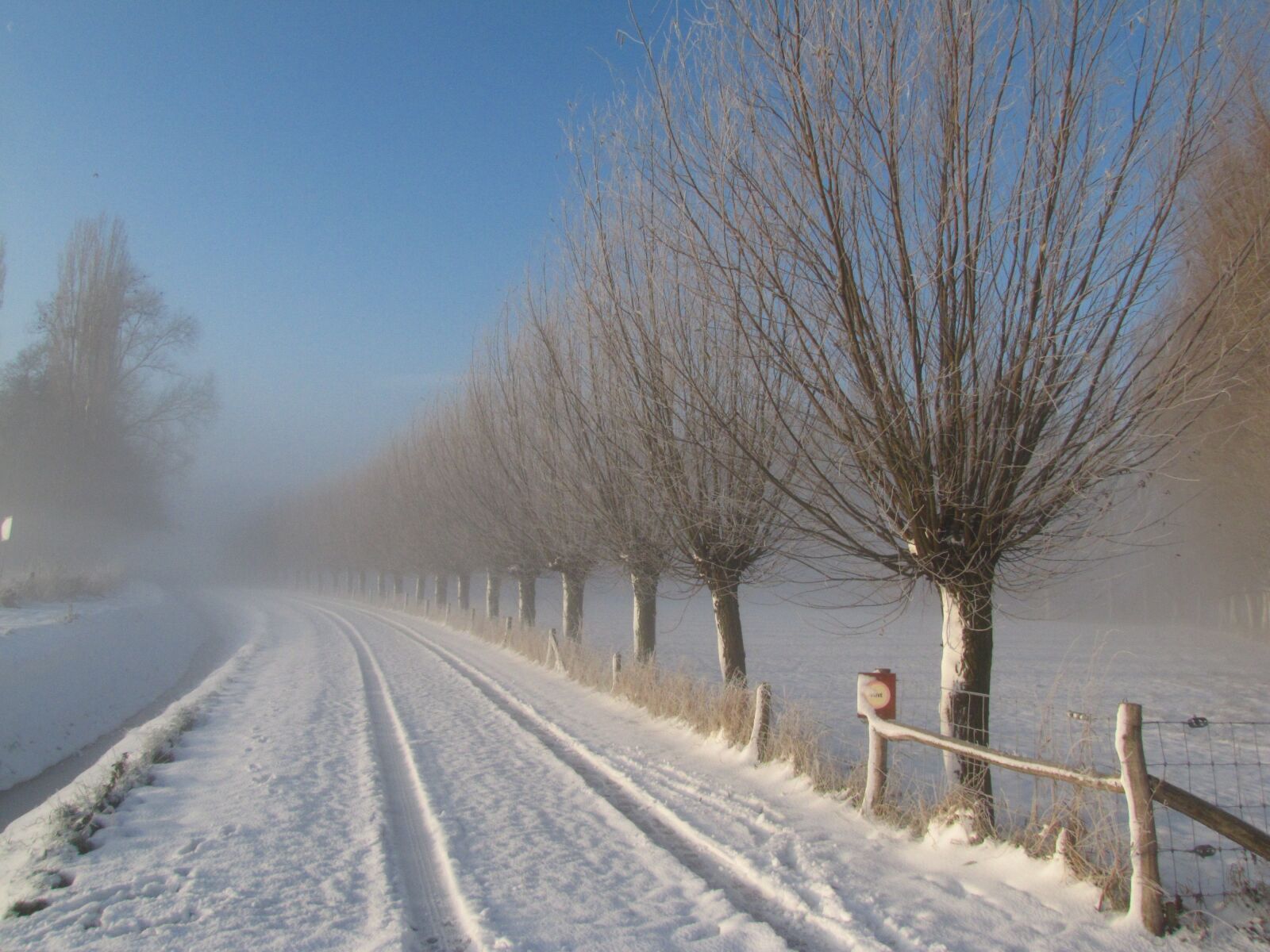 Canon PowerShot SX20 IS sample photo. Winter, snow, willow photography