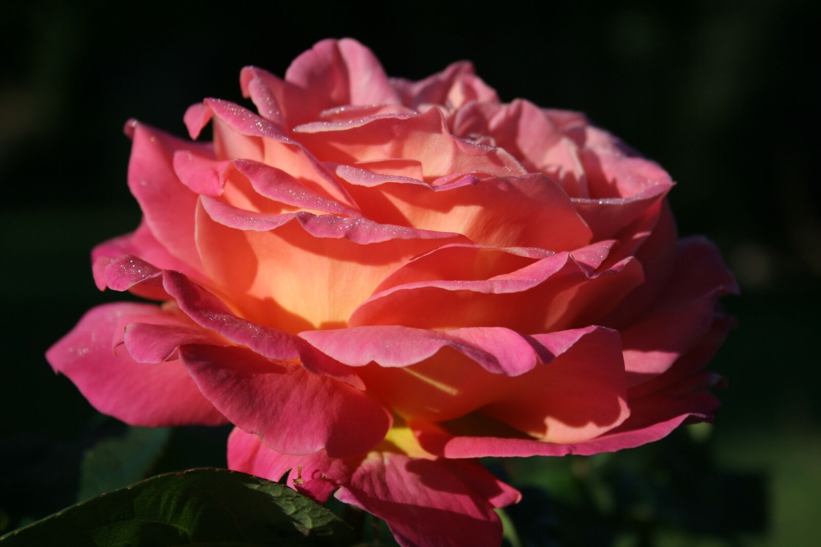 Canon EOS 350D (EOS Digital Rebel XT / EOS Kiss Digital N) sample photo. English rose, rose, pink photography