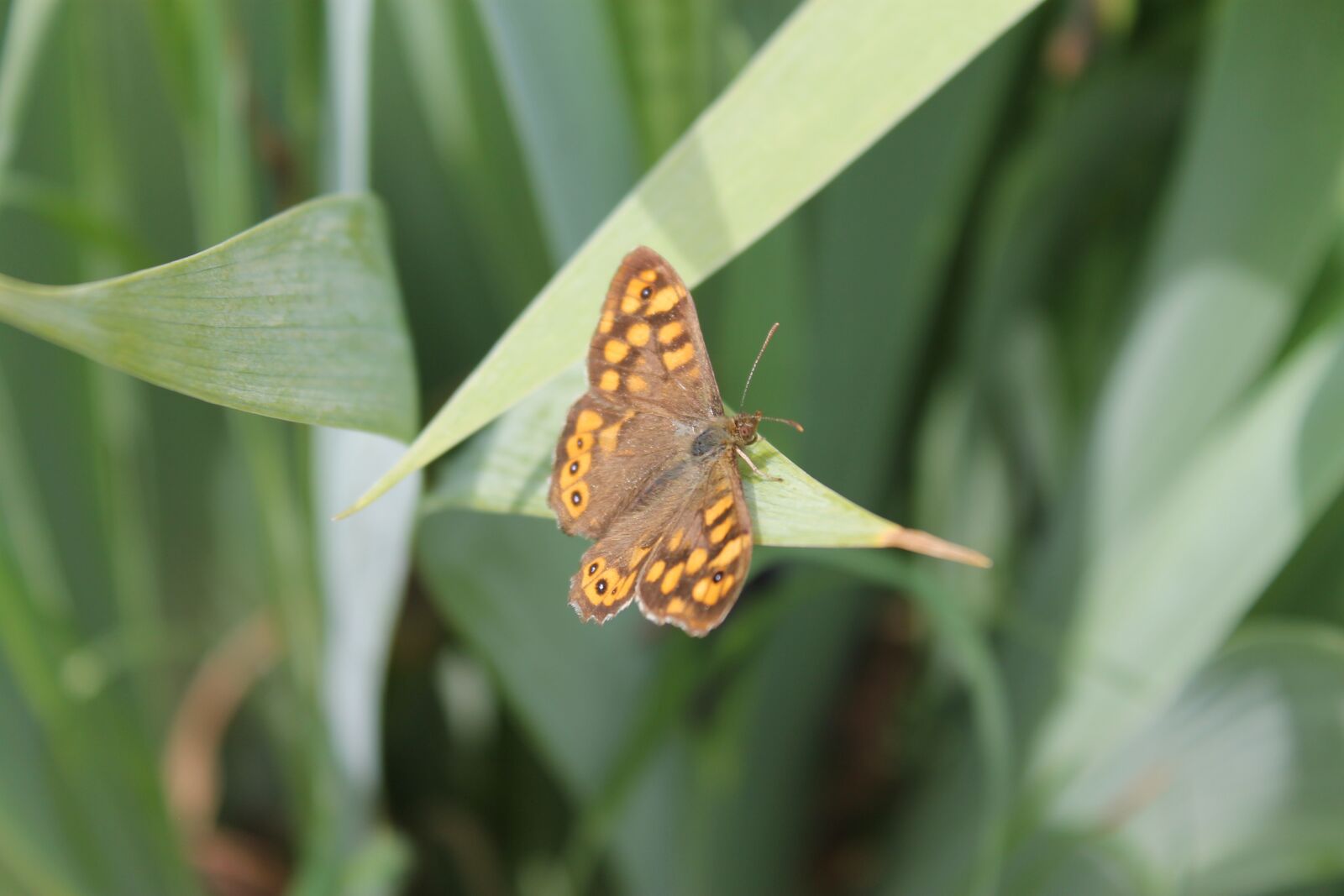 Canon EOS 1100D (EOS Rebel T3 / EOS Kiss X50) sample photo. Macro, butterfly, nature photography