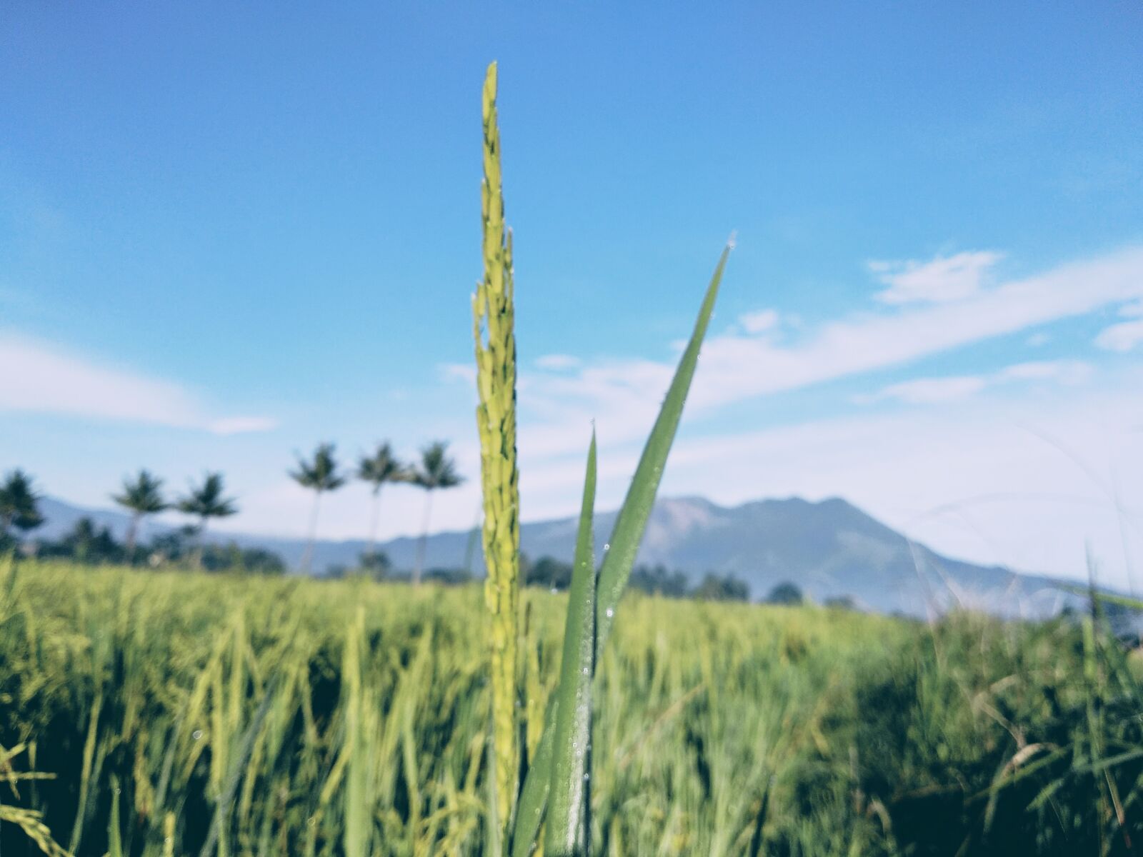 Xiaomi Mi A1 sample photo. Farmland, rice, landscape photography