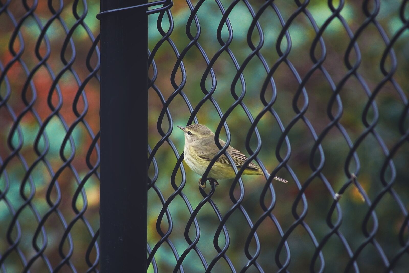 Canon EOS 600D (Rebel EOS T3i / EOS Kiss X5) sample photo. Bird, ave, nature photography