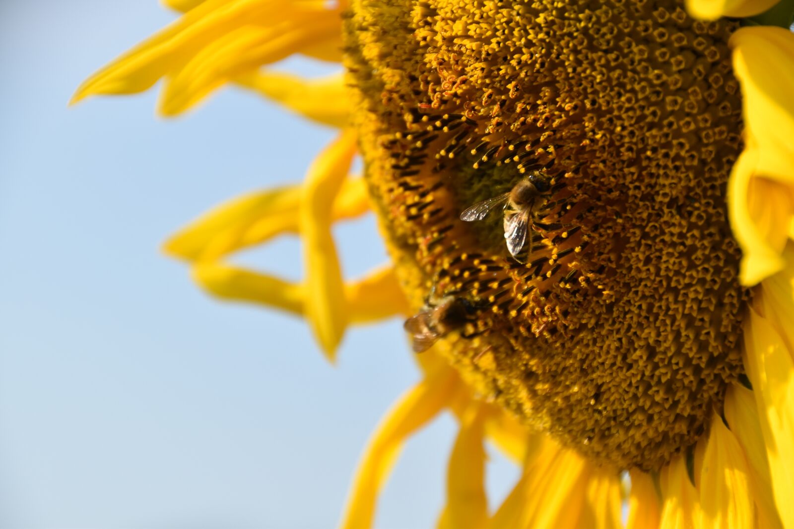Nikon D5600 sample photo. Sunflower, bees, pollinate photography