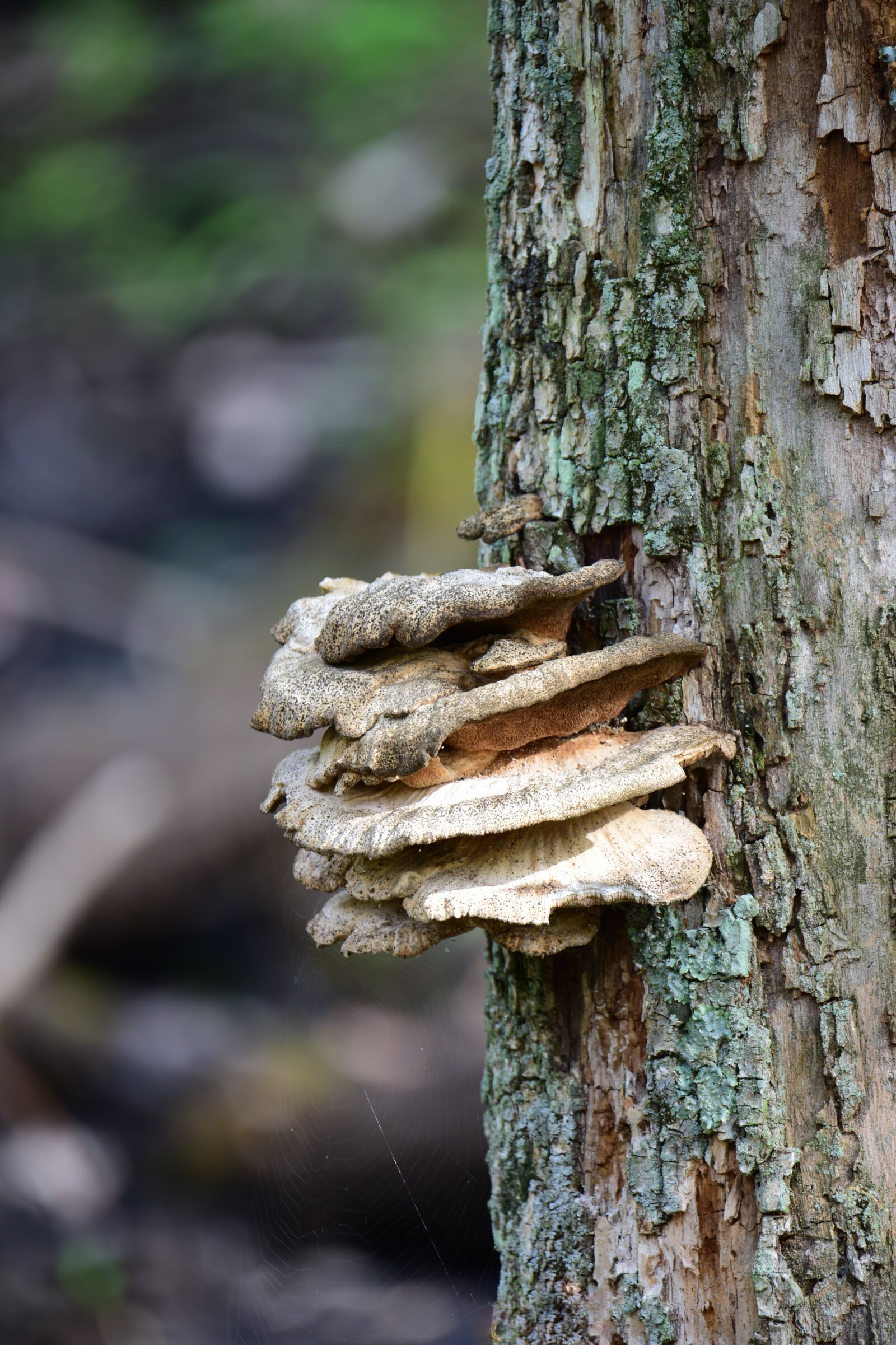 Nikon D810 sample photo. Tree, fungus, mushroom photography