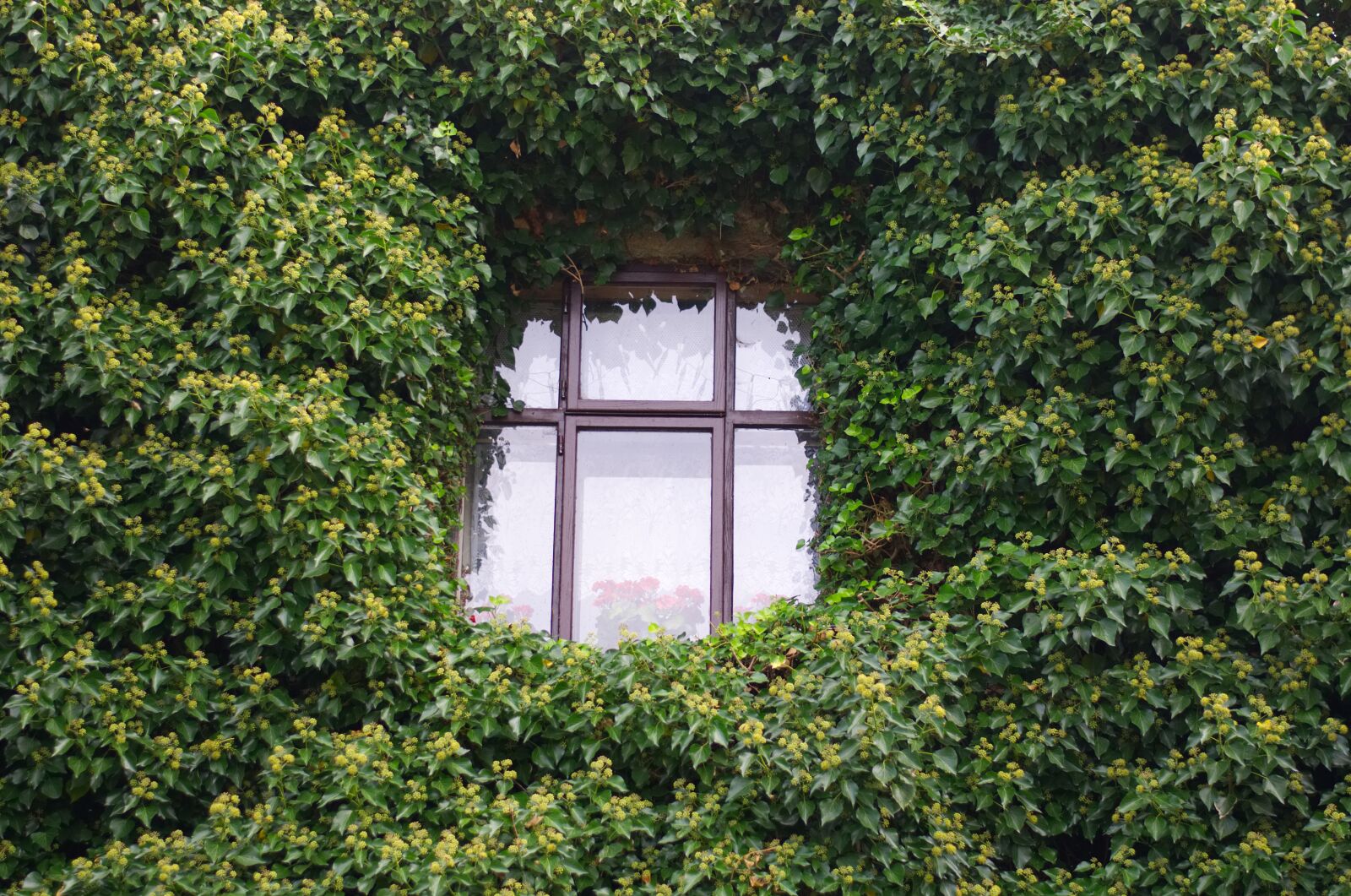 Nikon D5100 sample photo. Window, green, house photography