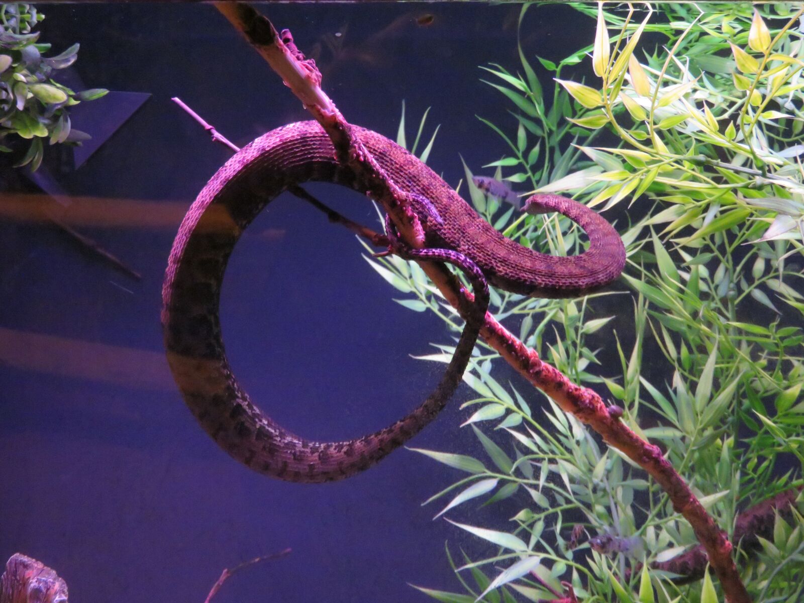 Canon PowerShot SX710 HS sample photo. Tentacled snake, brookfield zoo photography