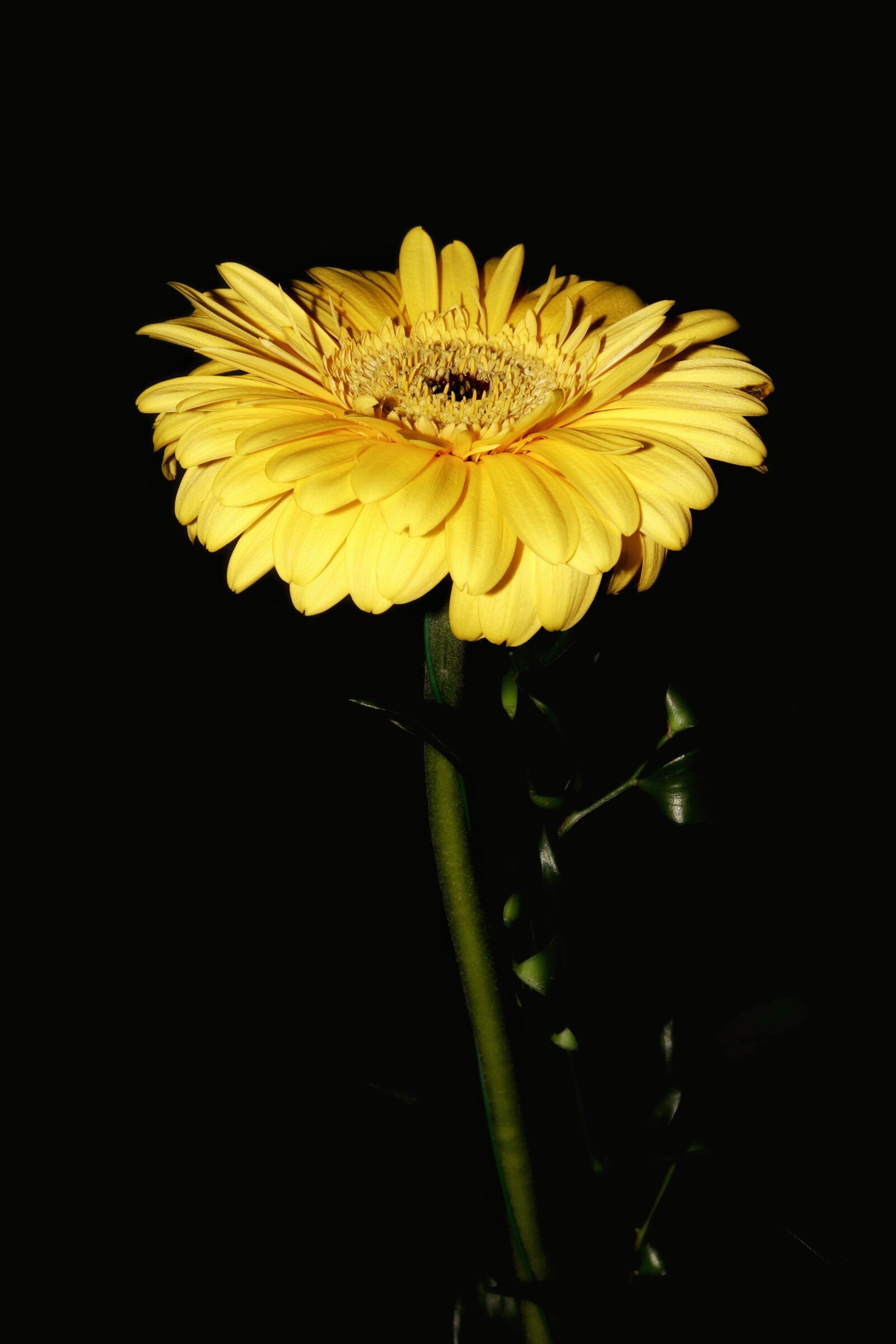 Canon EOS 77D (EOS 9000D / EOS 770D) sample photo. Flower, stem, petals photography
