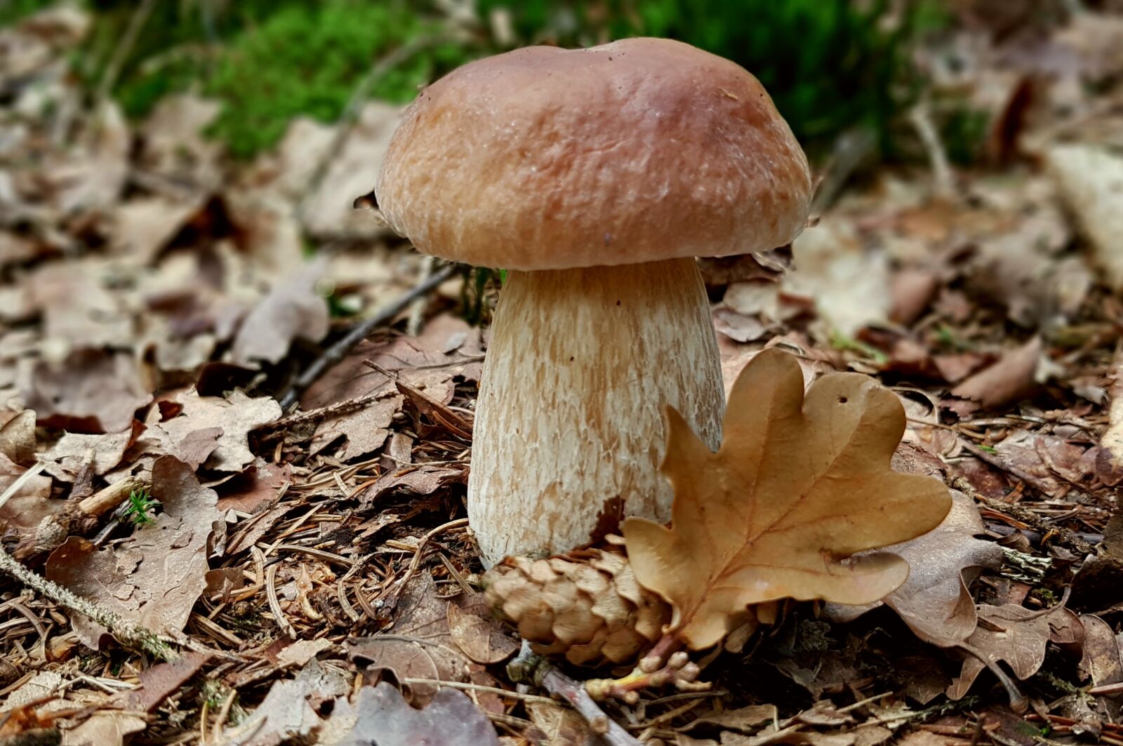 Samsung Galaxy S7 sample photo. Mushroom, cep, summer steinpilz photography