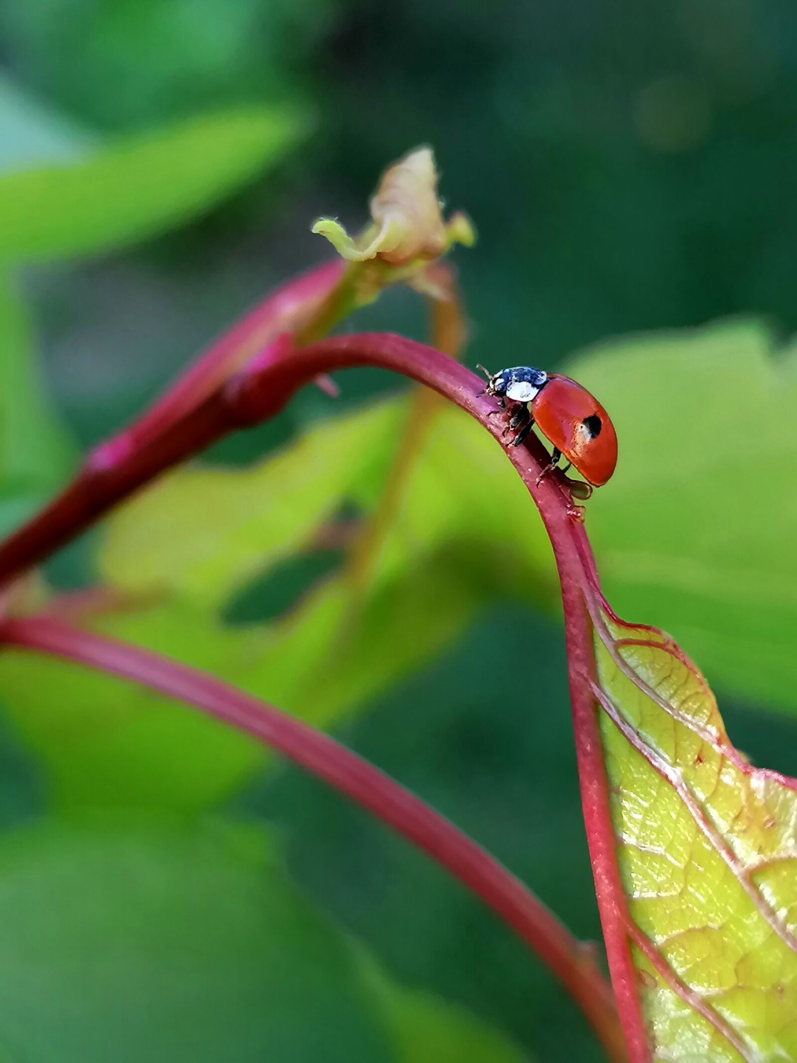 HUAWEI P30 LITE sample photo. Ladybug, leaves, beetle photography