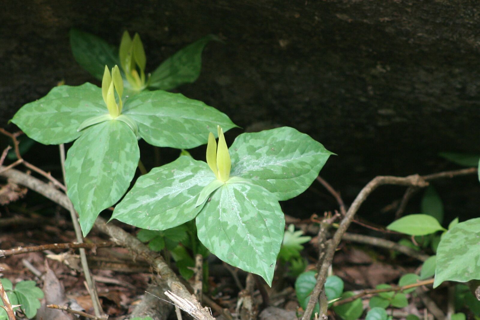 Canon EOS 350D (EOS Digital Rebel XT / EOS Kiss Digital N) sample photo. Trillium, wild flower, nature photography