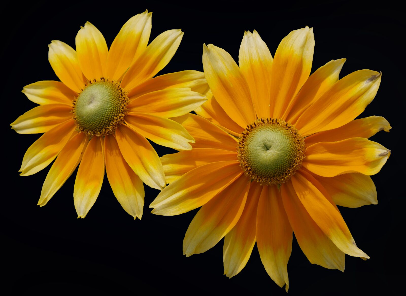 Panasonic DMC-G70 sample photo. Coneflower, blossom, bloom photography