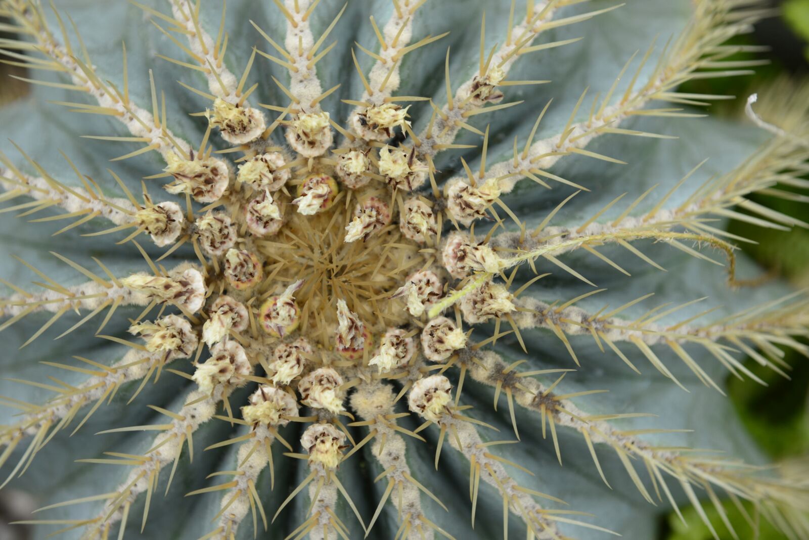 Nikon D610 sample photo. Cactus, blossom, bloom photography