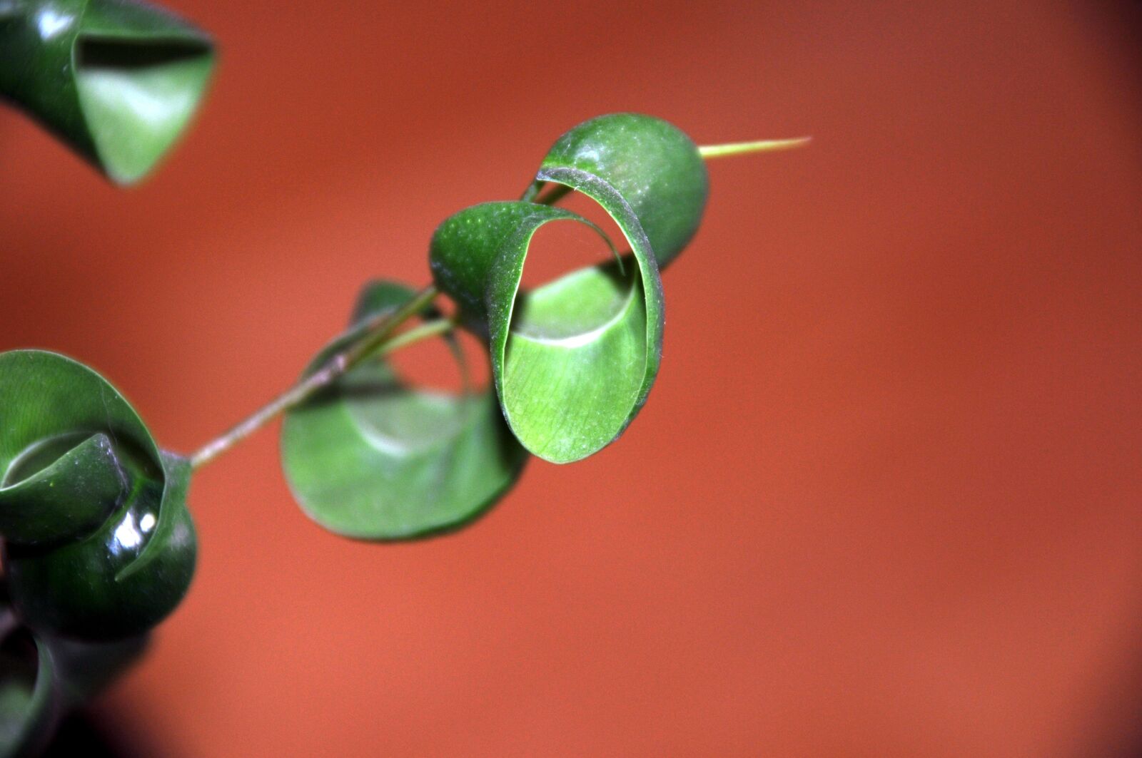 Nikon D300 sample photo. Leaf, rolled up, red photography