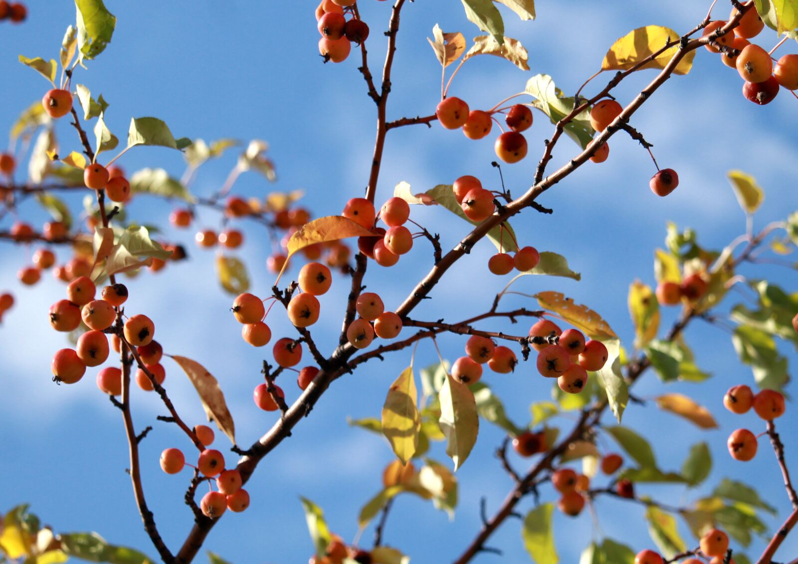 Canon EOS 1200D (EOS Rebel T5 / EOS Kiss X70 / EOS Hi) sample photo. Apple, apples, harvest photography