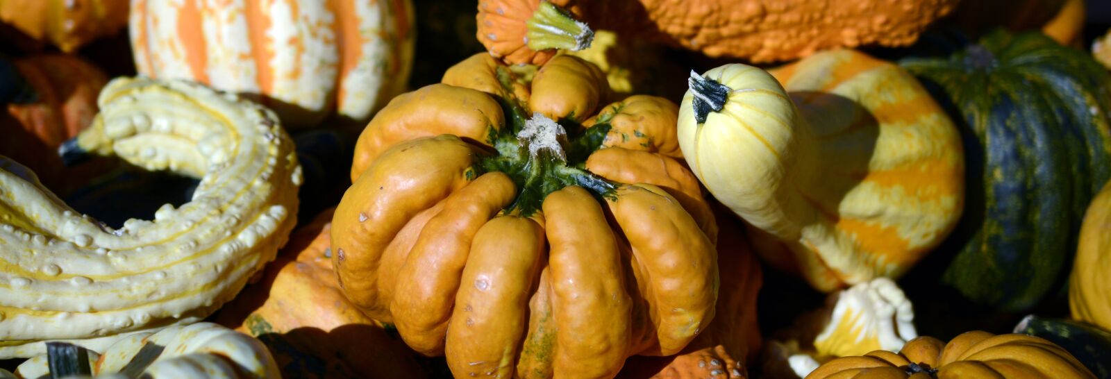 Nikon D7100 sample photo. Pumpkin, gourd, autumn photography