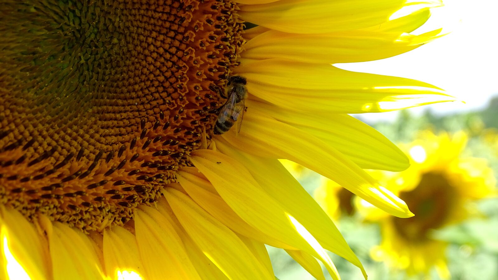 Sony DSC-HX400 sample photo. Bee, sunflower, summer photography