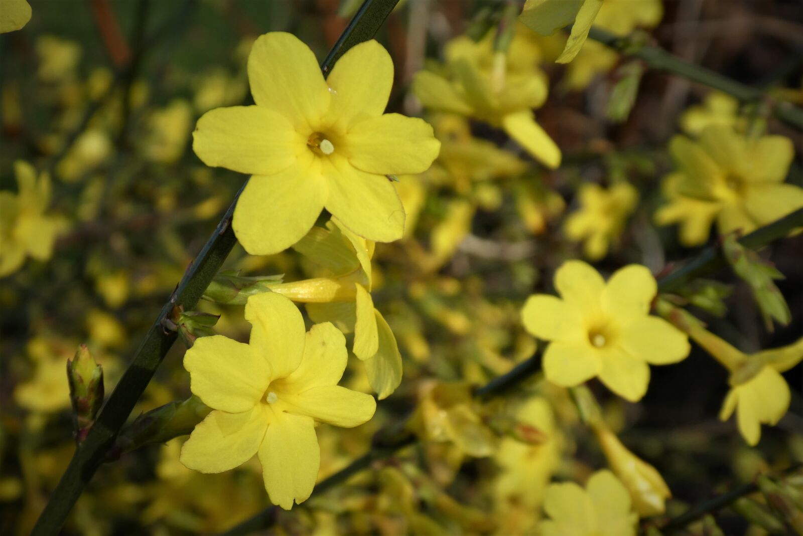 Panasonic Lumix DC-ZS70 (Lumix DC-TZ90) sample photo. Winterjasmijn, yellow flowers, bloom photography