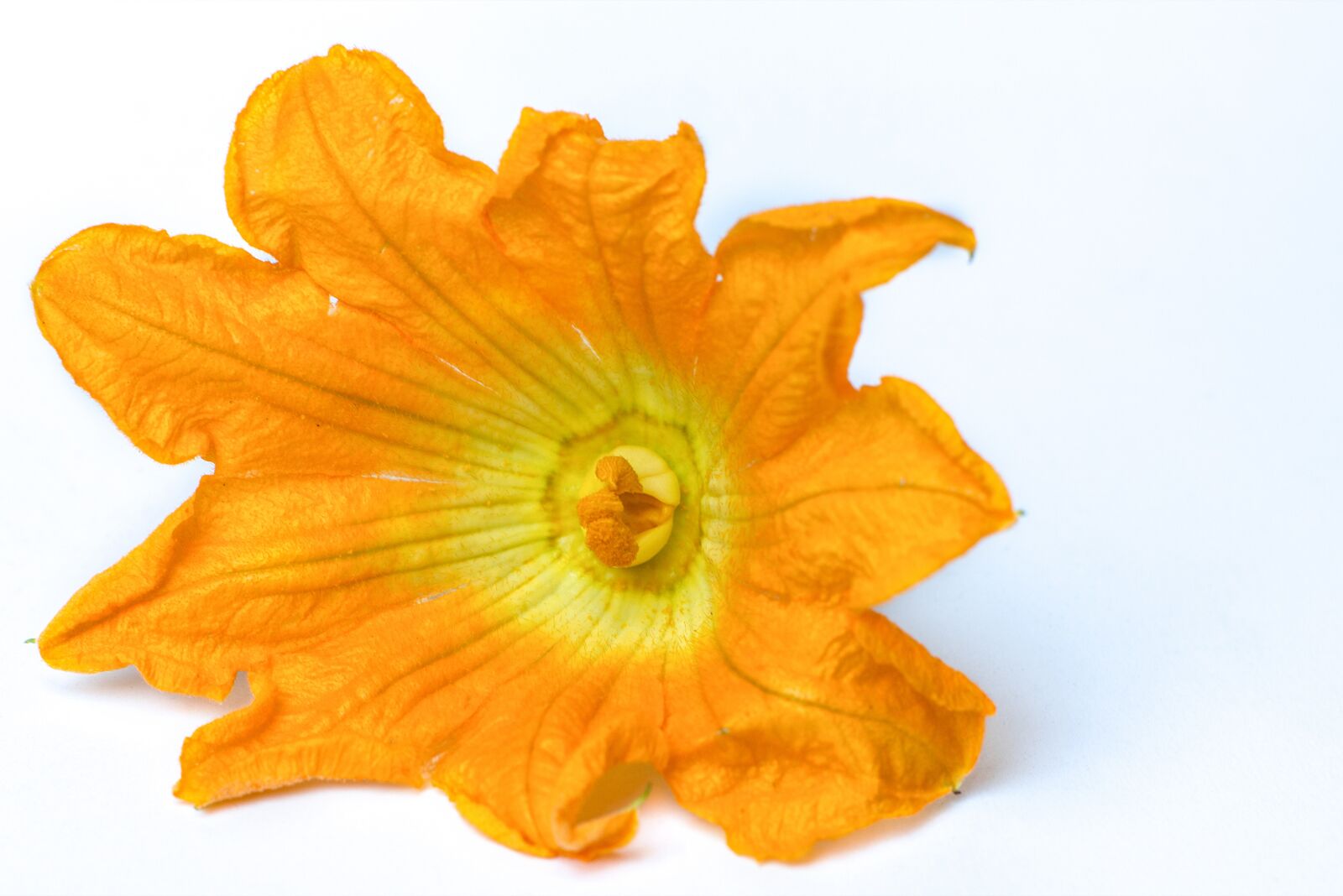 Nikon D800 sample photo. Flower, zucchini flower, garden photography