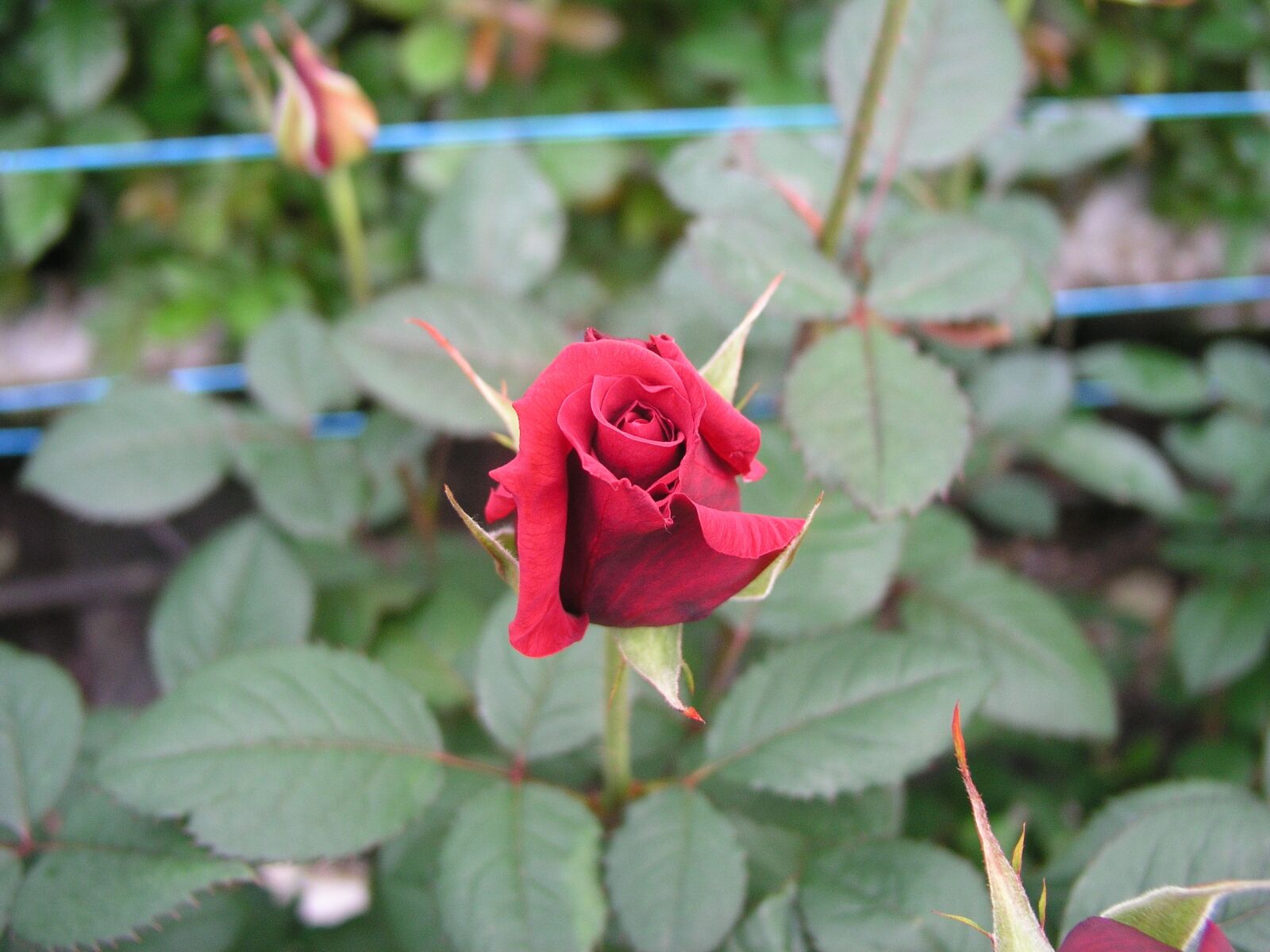 Olympus C5050Z sample photo. Flower, bloom, rose photography