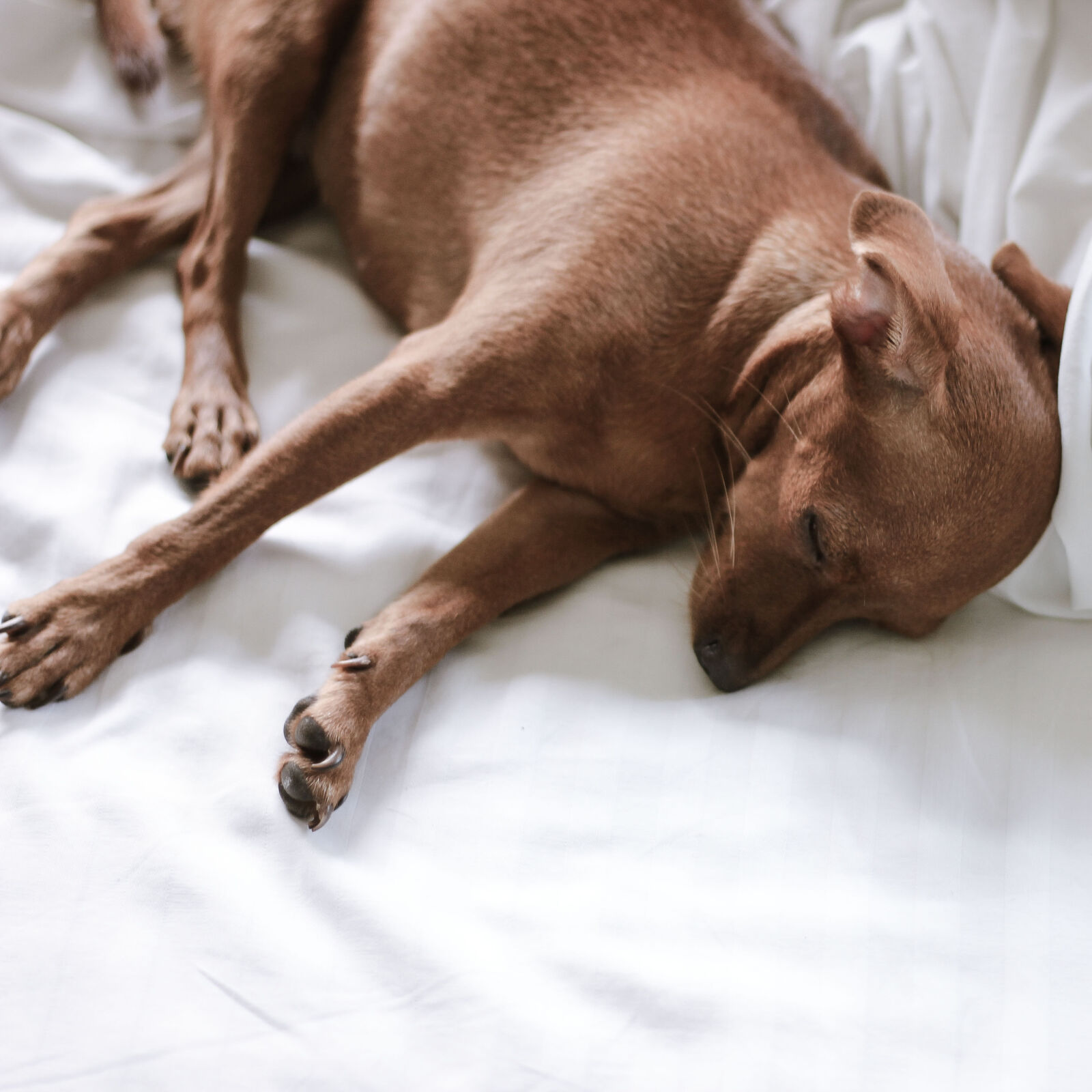 Canon EOS 600D (Rebel EOS T3i / EOS Kiss X5) + Canon EF 50mm F1.8 STM sample photo. Asleep, dog, dog, love photography