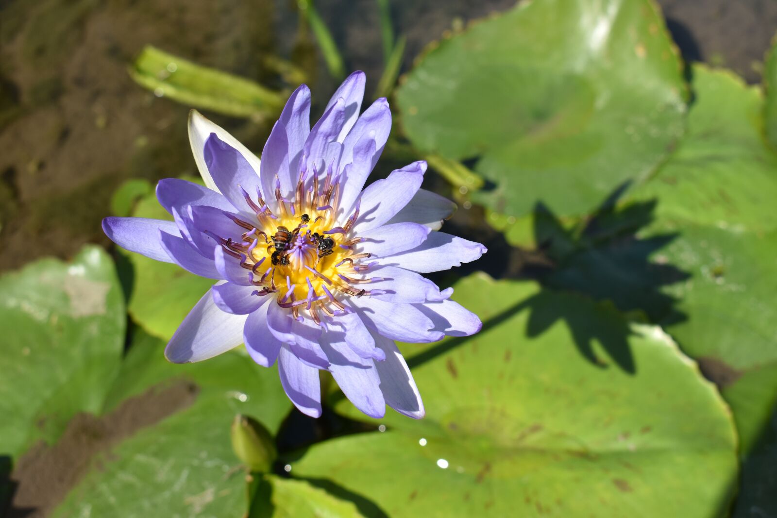 Nikon D3400 sample photo. Lotus, flower, flower blooming photography
