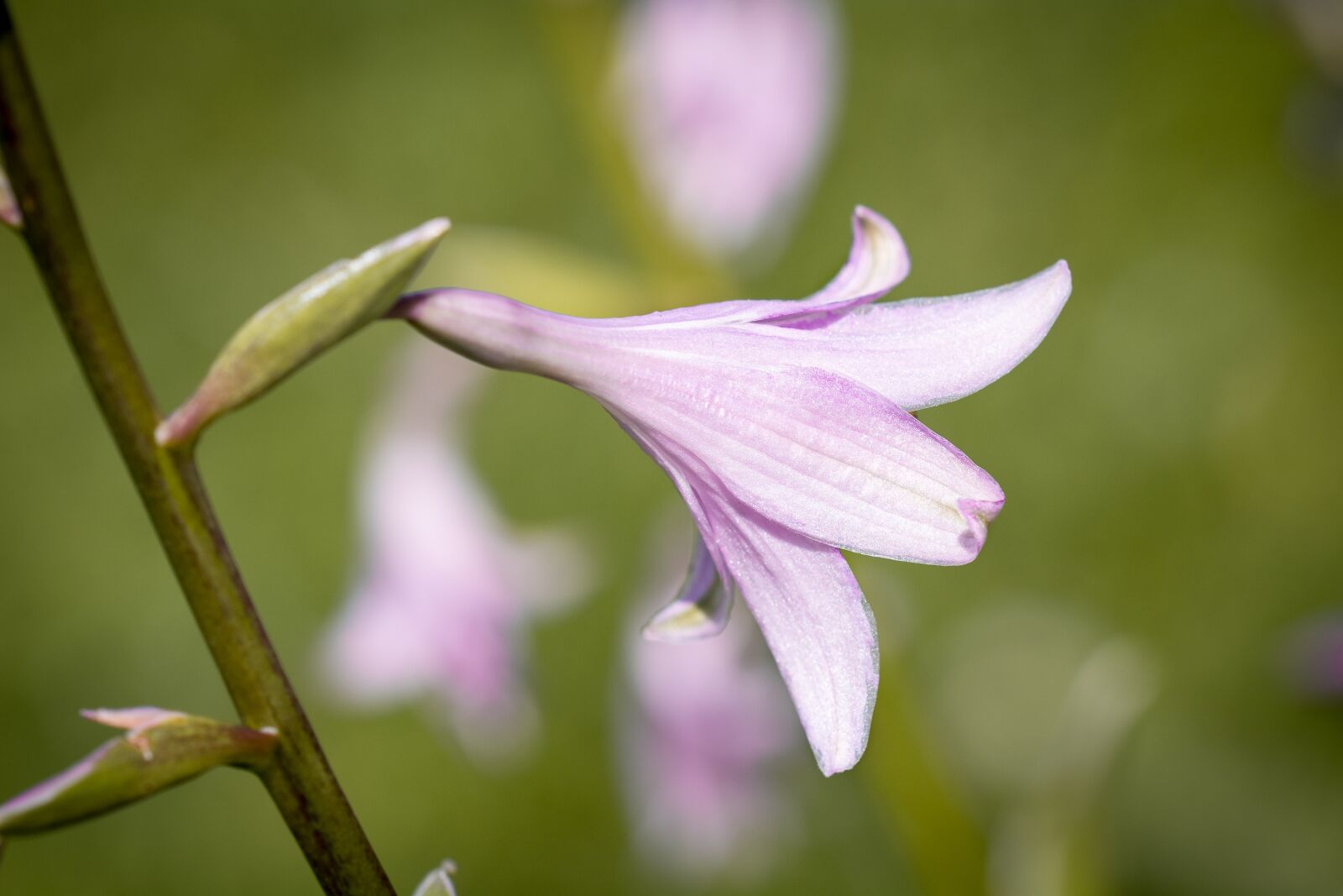 Nikon D7100 sample photo. Plantain lily, sweetheart lily photography
