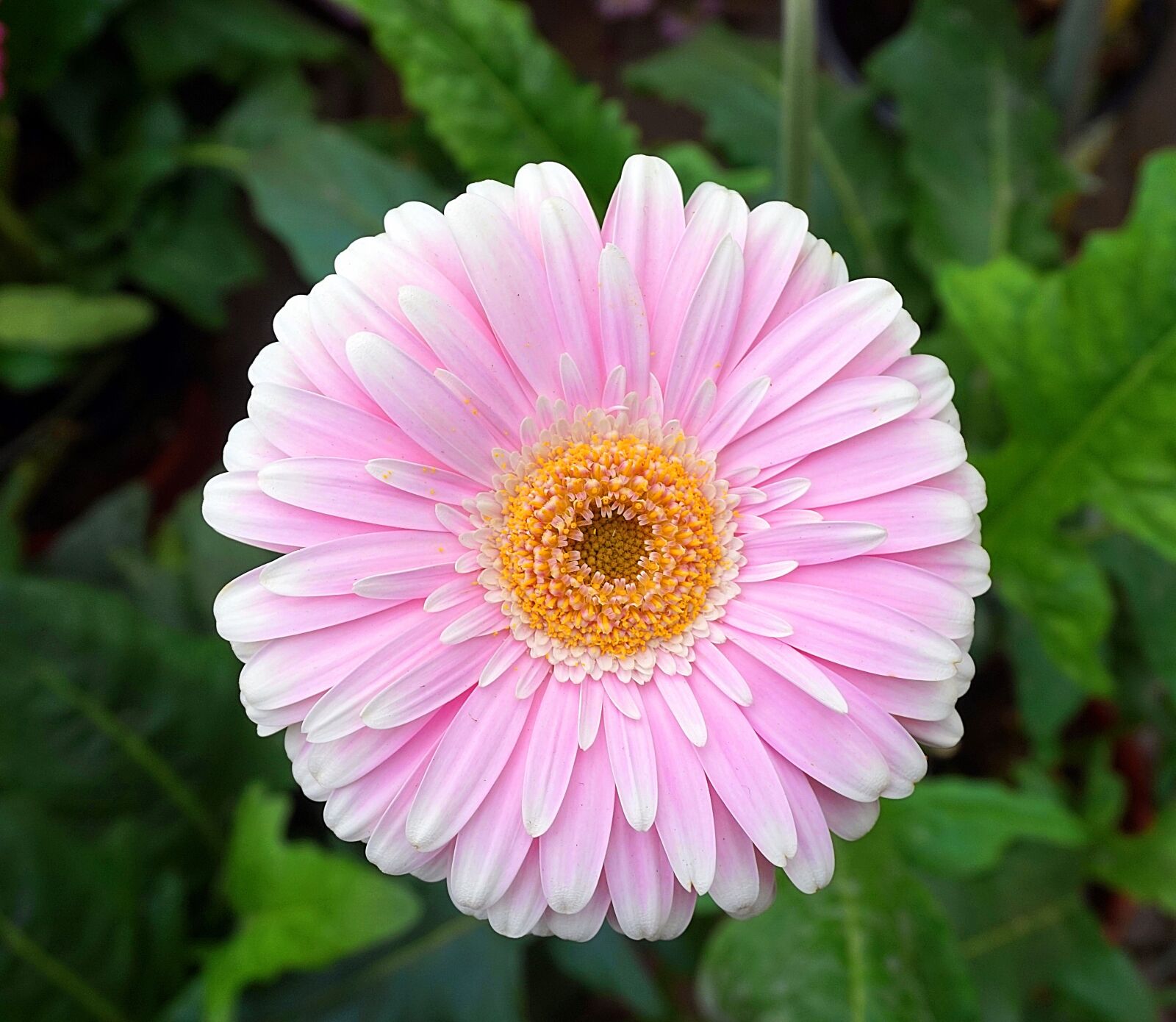 Sony Alpha a5000 (ILCE 5000) sample photo. Gerbera, pink, blossom photography