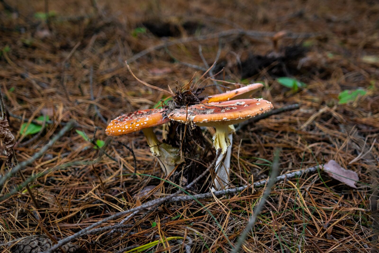 Samsung NX300 + Samsung NX 18-55mm F3.5-5.6 OIS sample photo. Mushrooms, forest, autumn photography