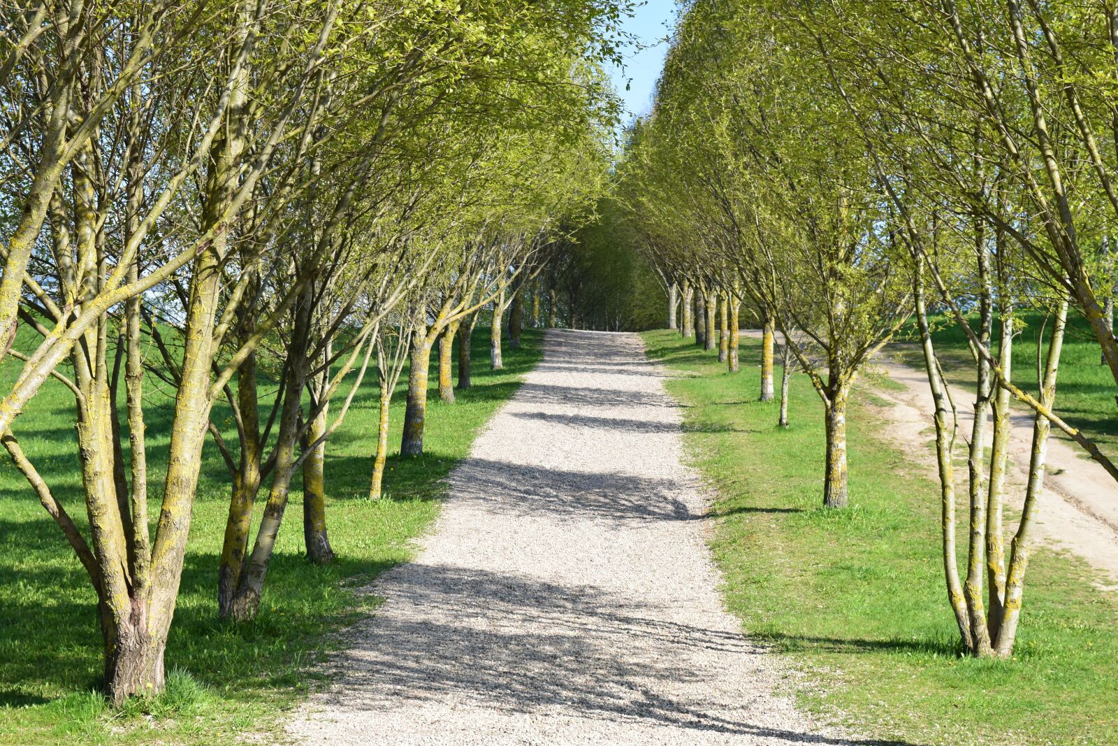 Nikon D5300 sample photo. Alley, garden, nature photography