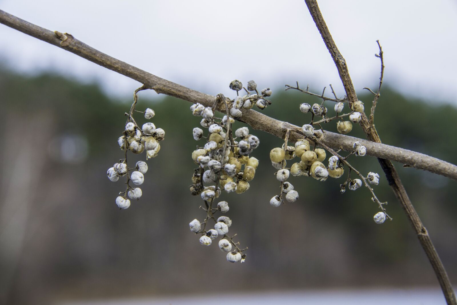 Nikon D800 sample photo. Winter, berries, dry photography