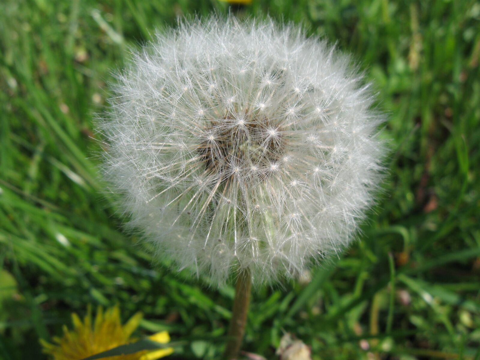 Canon PowerShot A590 IS sample photo. Dandelion, flowering, odkvitnutá dandelion photography