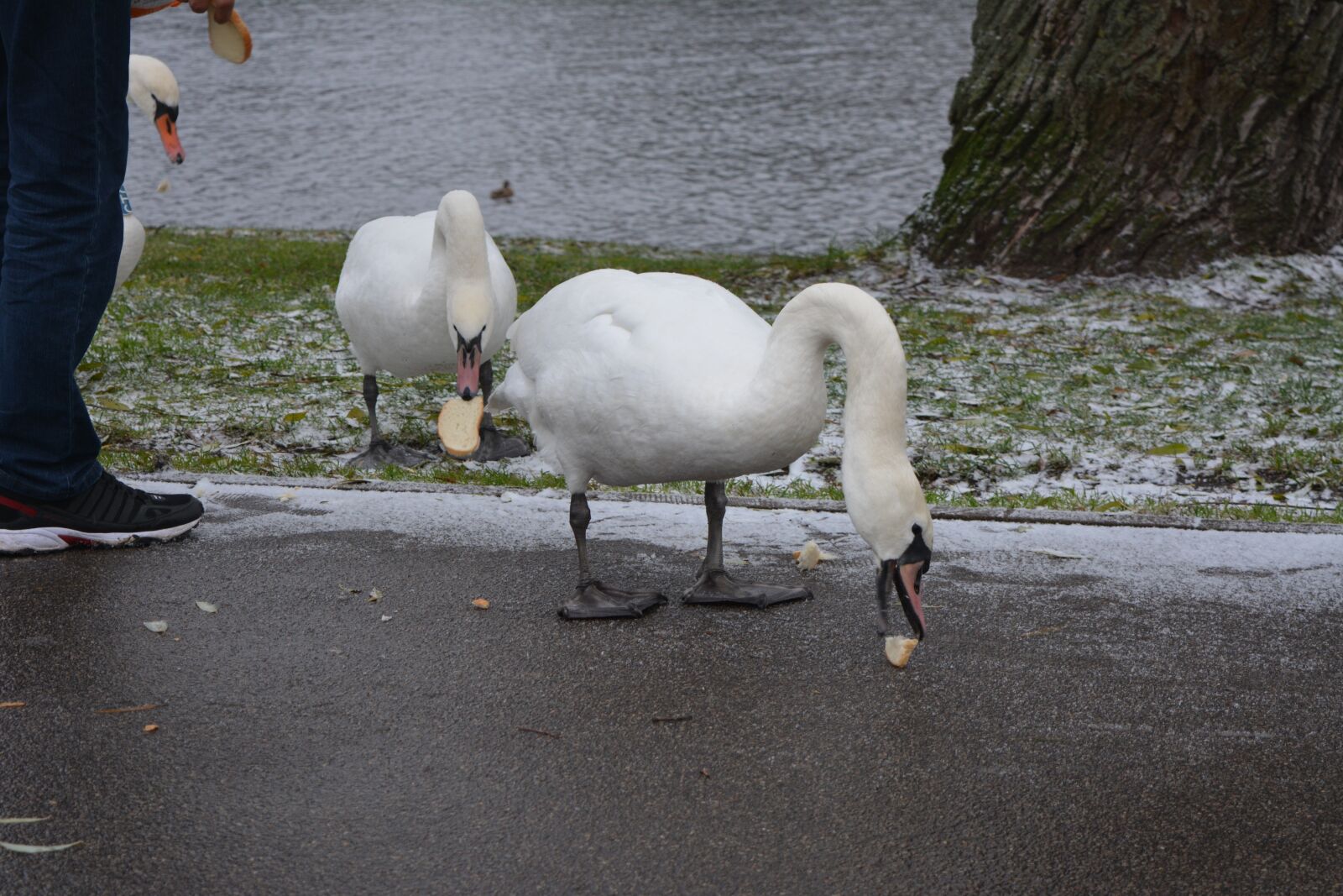 Nikon D5200 sample photo. Swans feeding, 3 swans photography