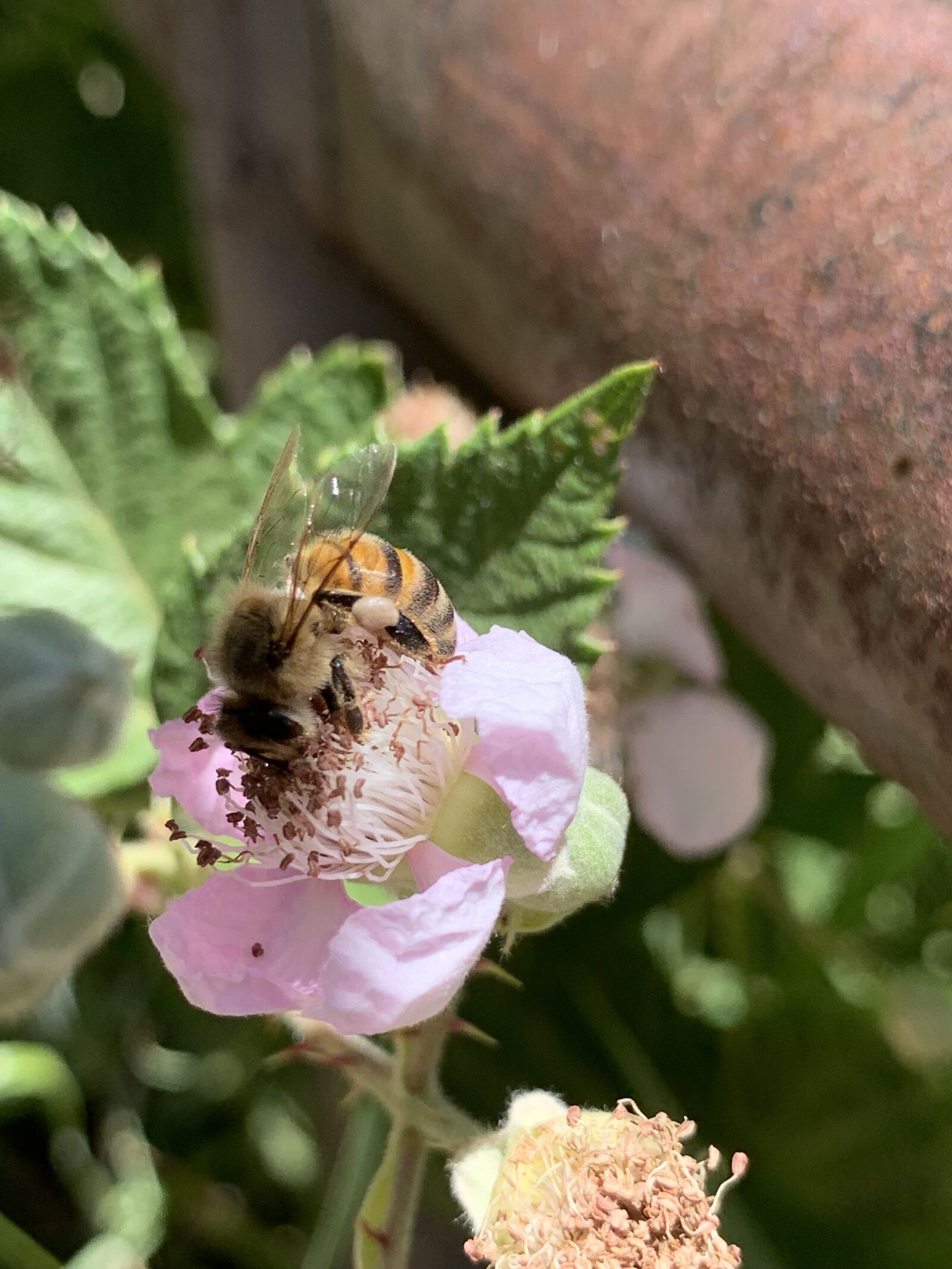 Apple iPhone XS Max sample photo. Bee on flower, bee photography