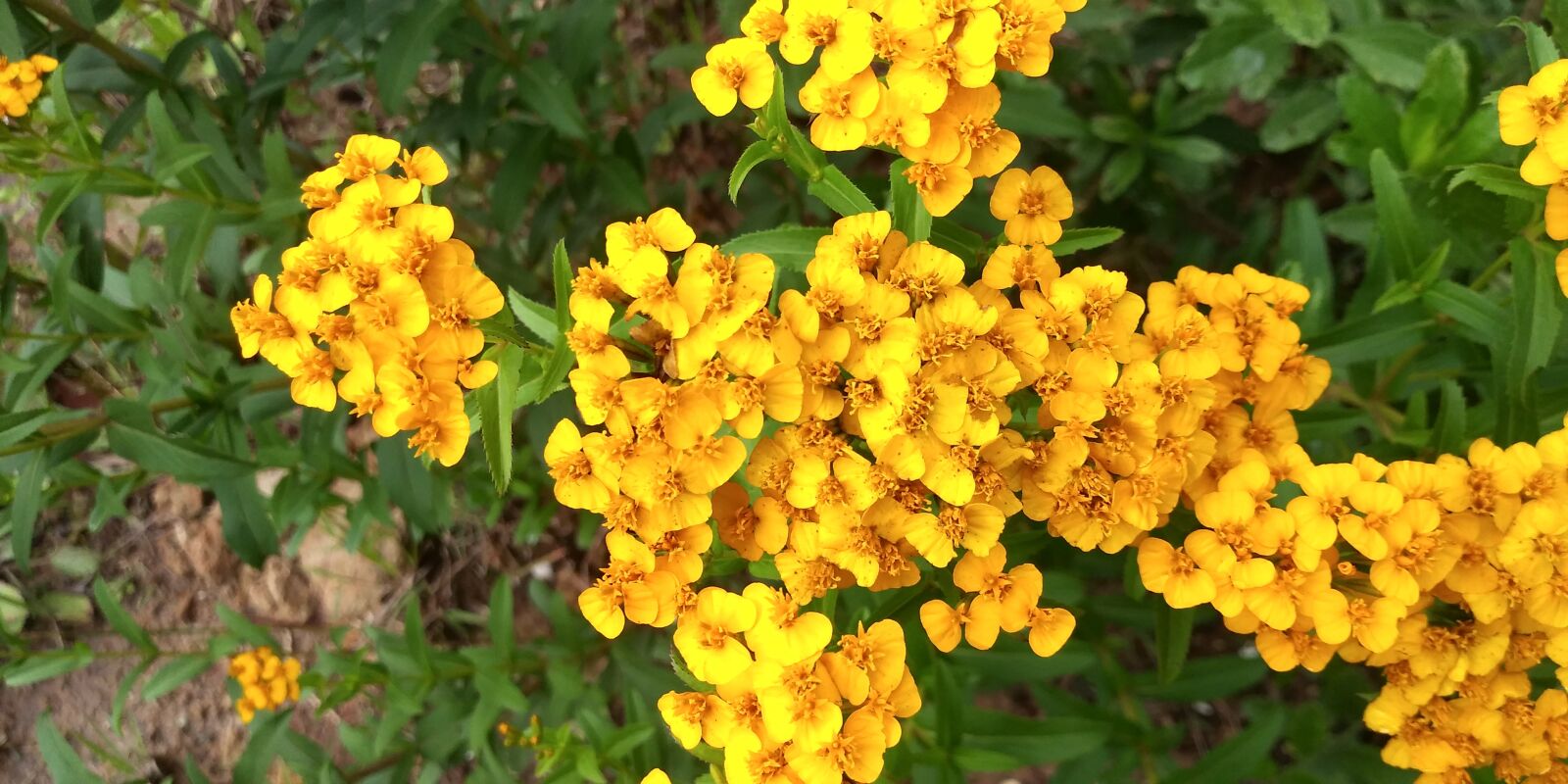 LG M700 sample photo. Yellow, flowers, nature photography