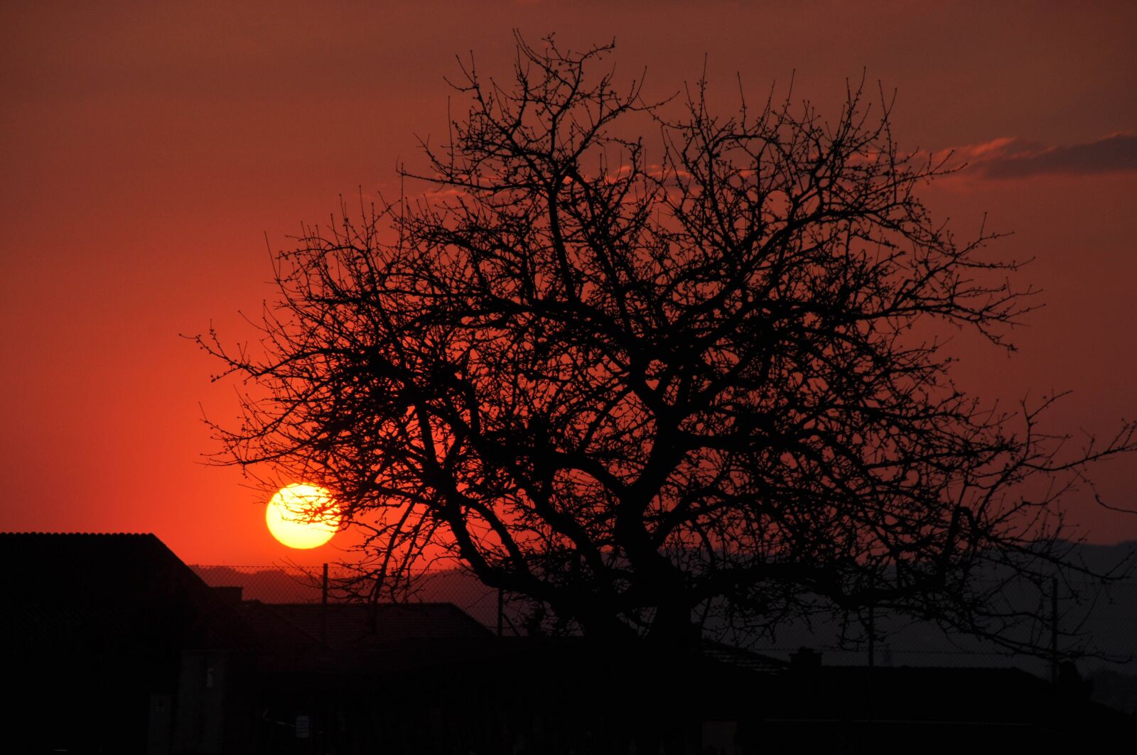 Nikon D90 sample photo. Sun, sunset, tree photography