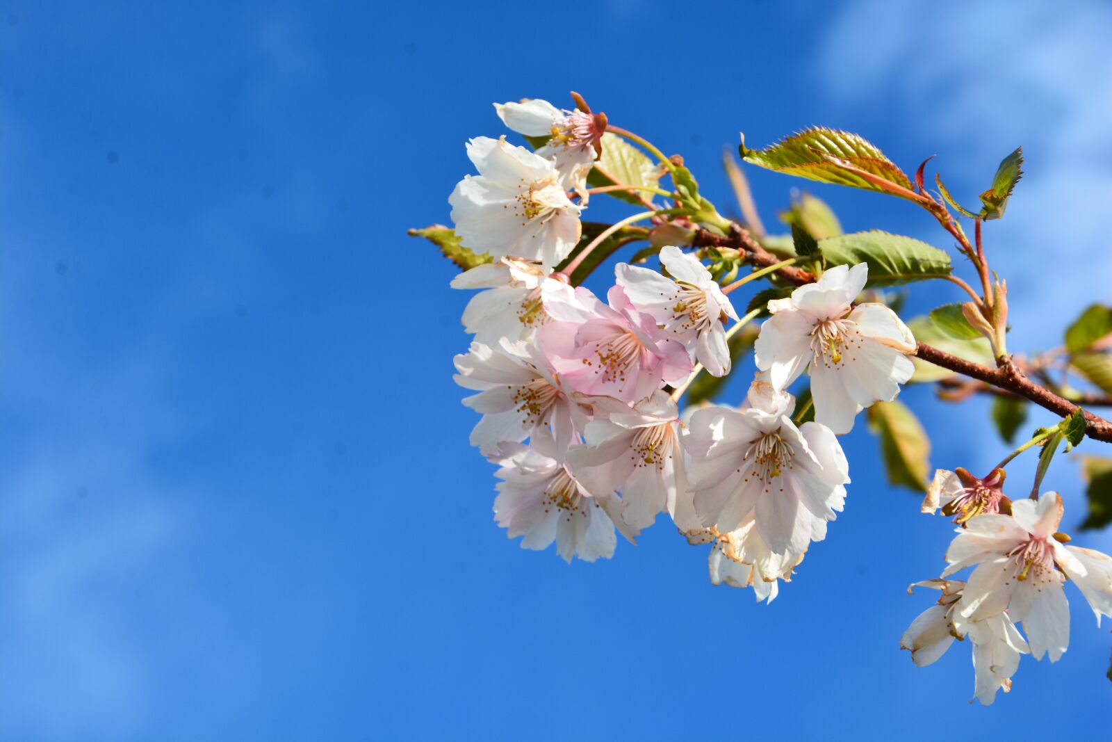 Nikon D7100 sample photo. Blossom, hanami, cherry photography