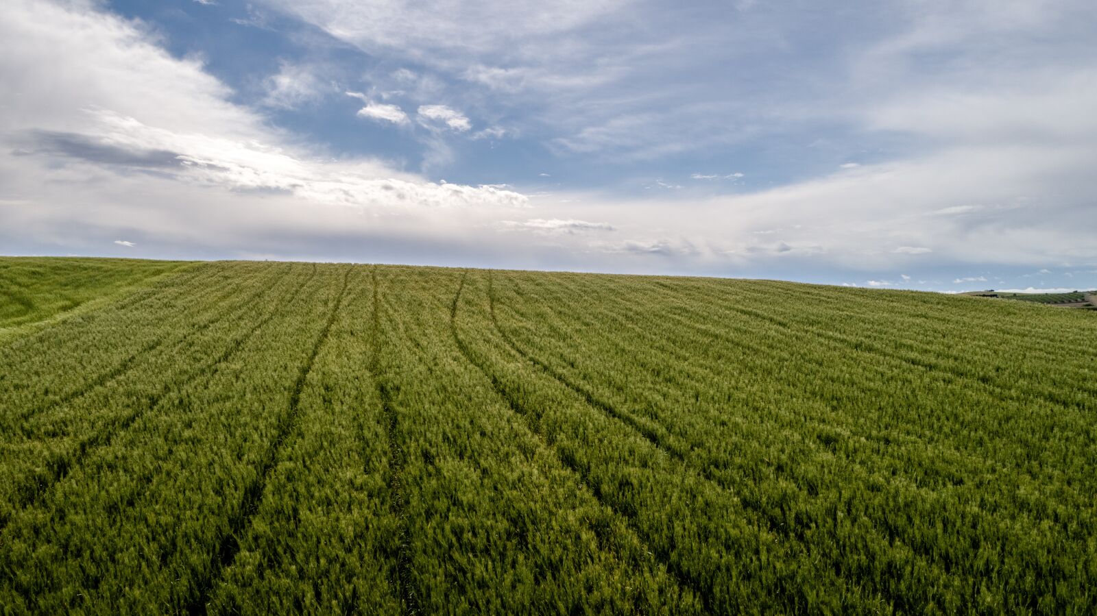 DJI FC6510 sample photo. Fern, agriculture, field photography