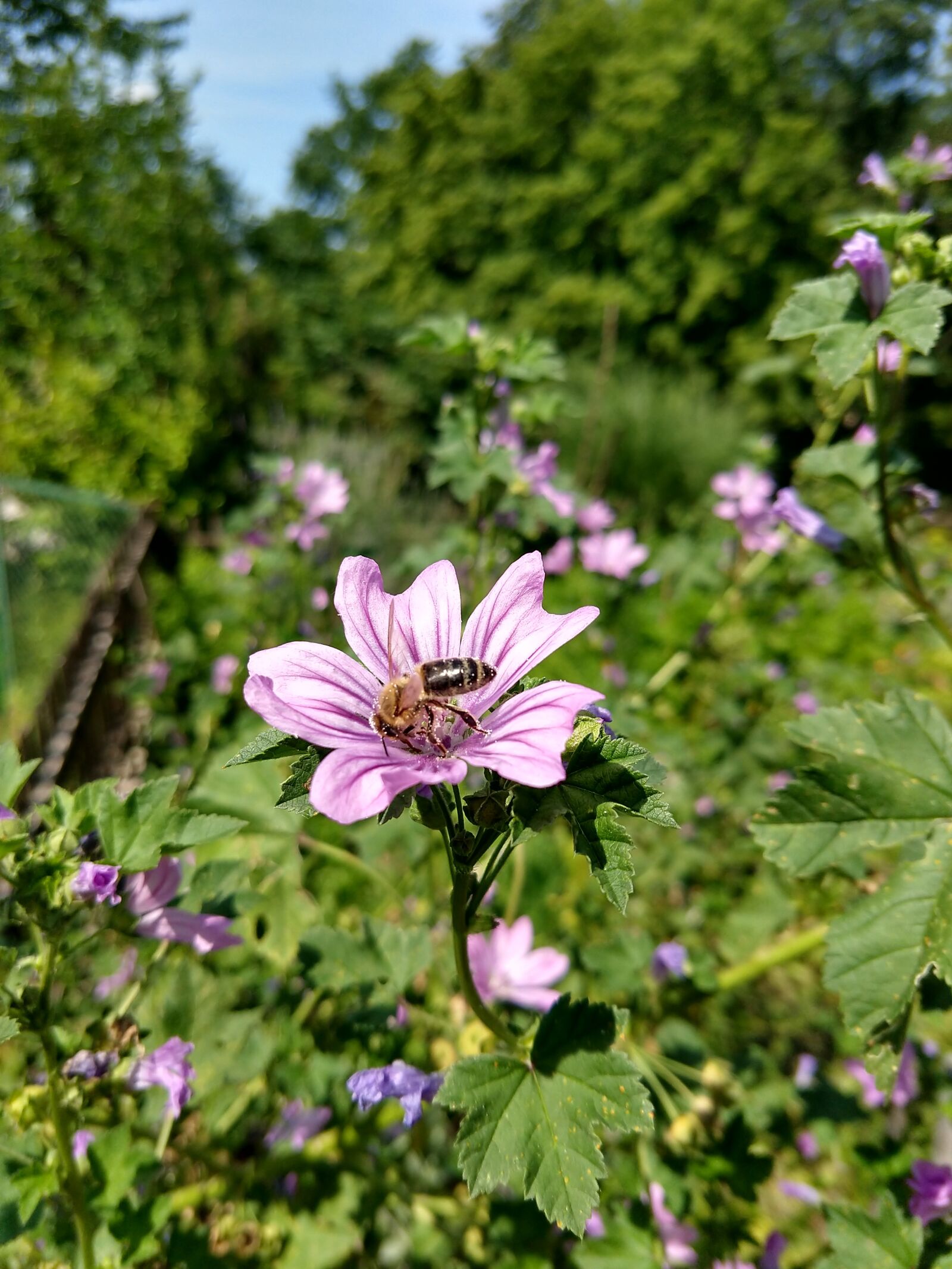 Motorola moto x4 sample photo. Bee, flower, violet photography
