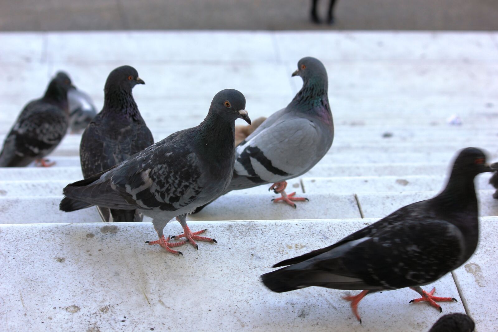 Canon EOS 550D (EOS Rebel T2i / EOS Kiss X4) sample photo. Pigeons, birds, nature photography