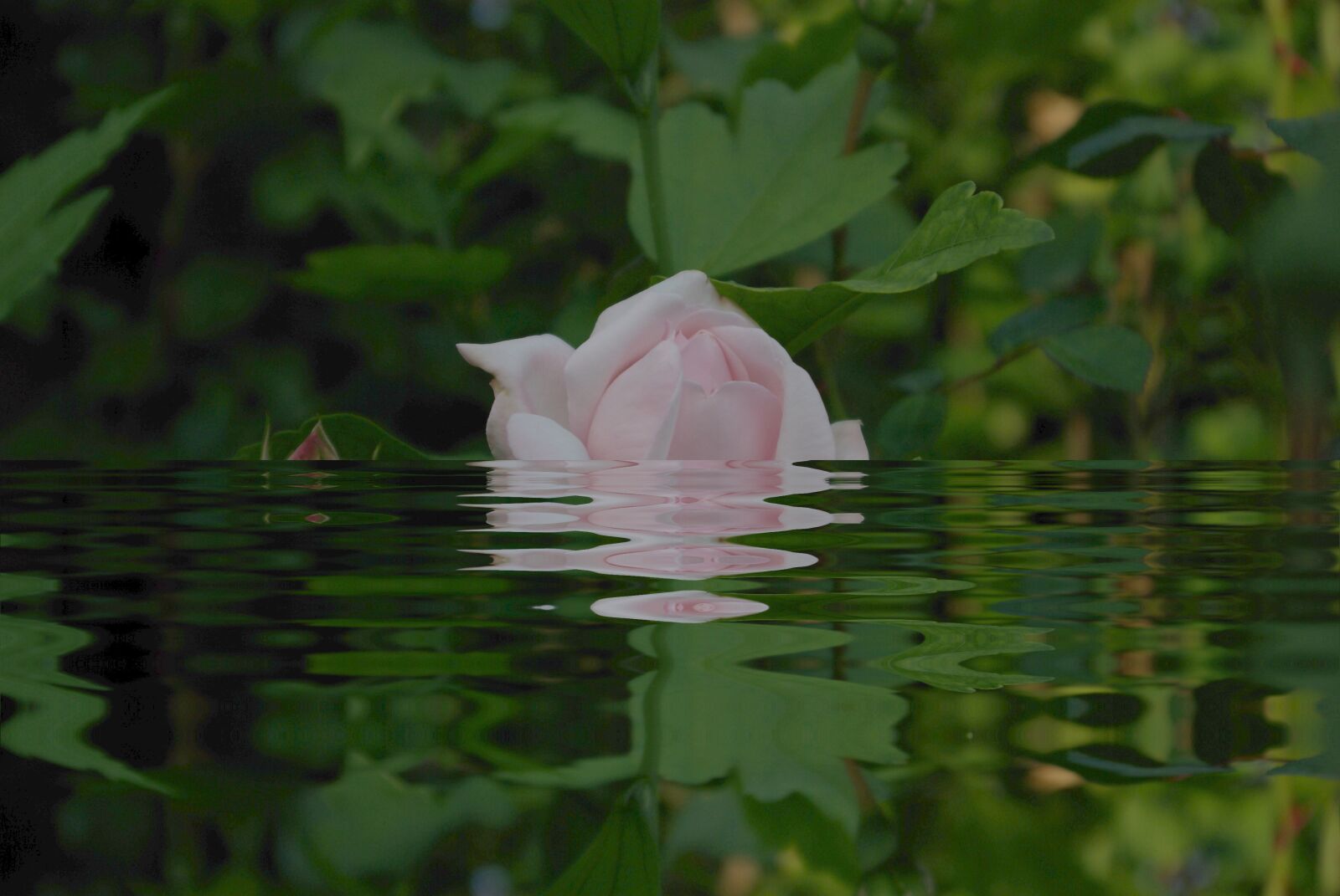 Pentax K10D sample photo. Flower, rose, pink photography