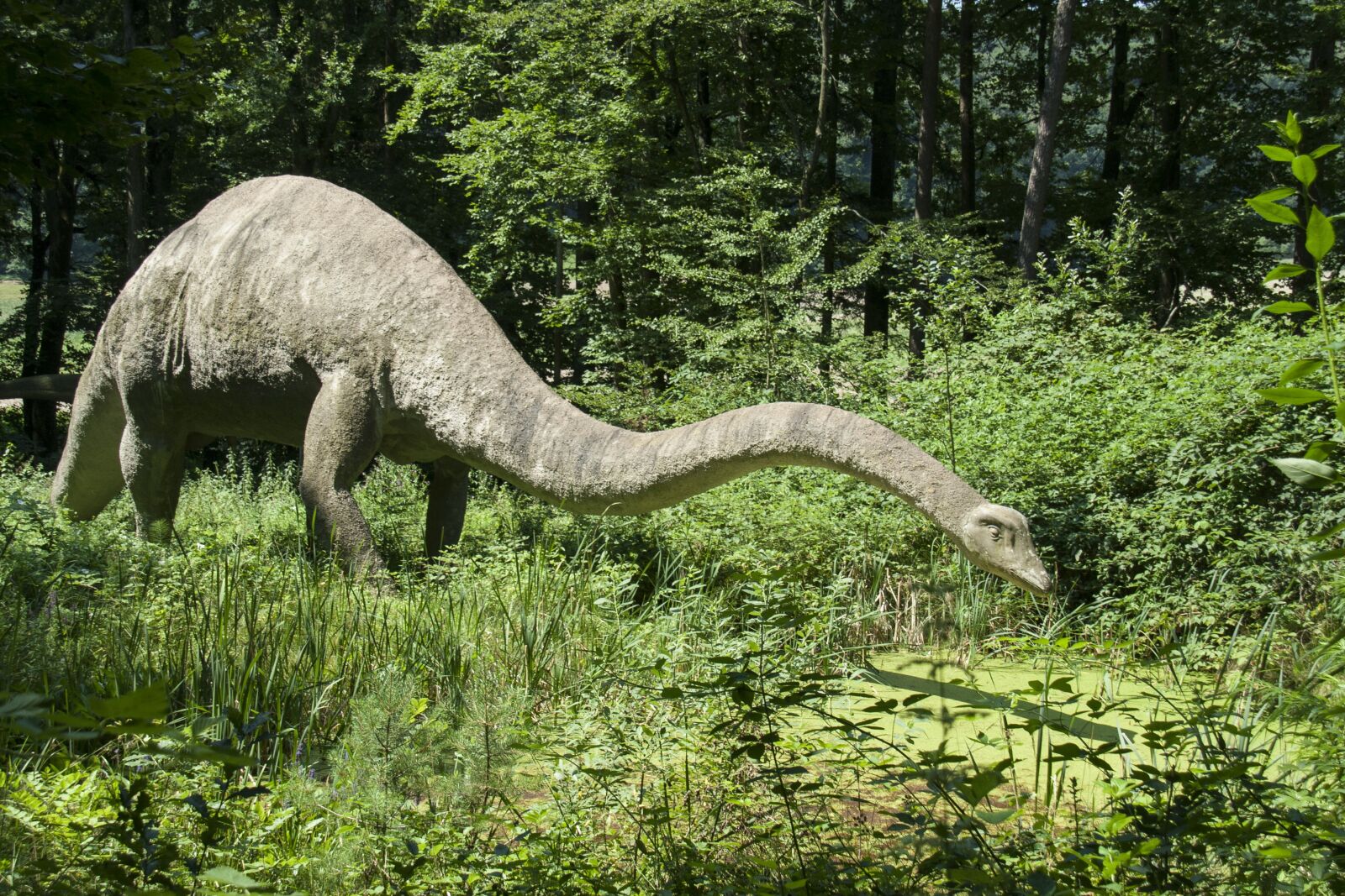 Canon EOS 400D (EOS Digital Rebel XTi / EOS Kiss Digital X) sample photo. Dinos, langhals, animal photography