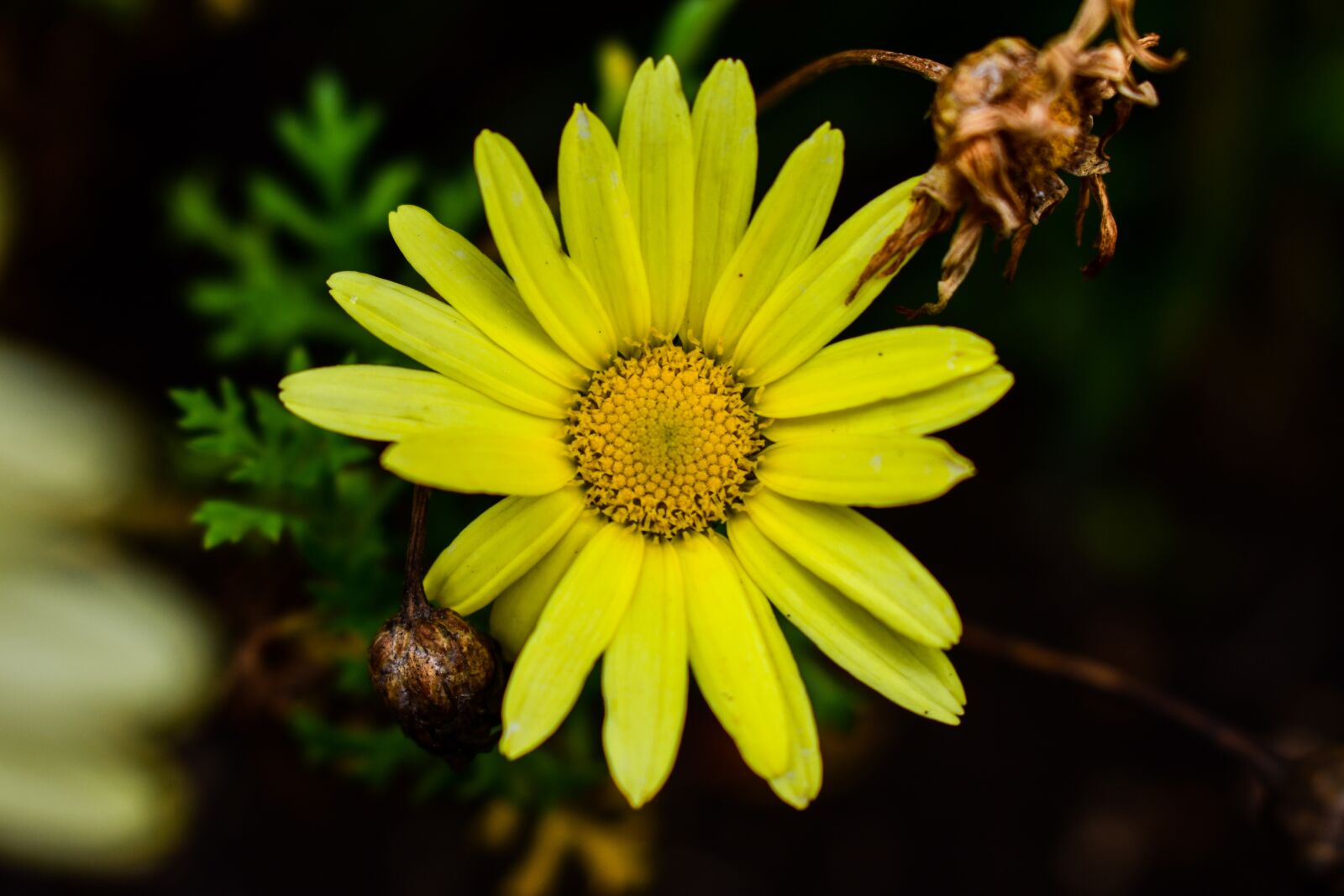 Nikon D3400 sample photo. Nature, plant, flower photography