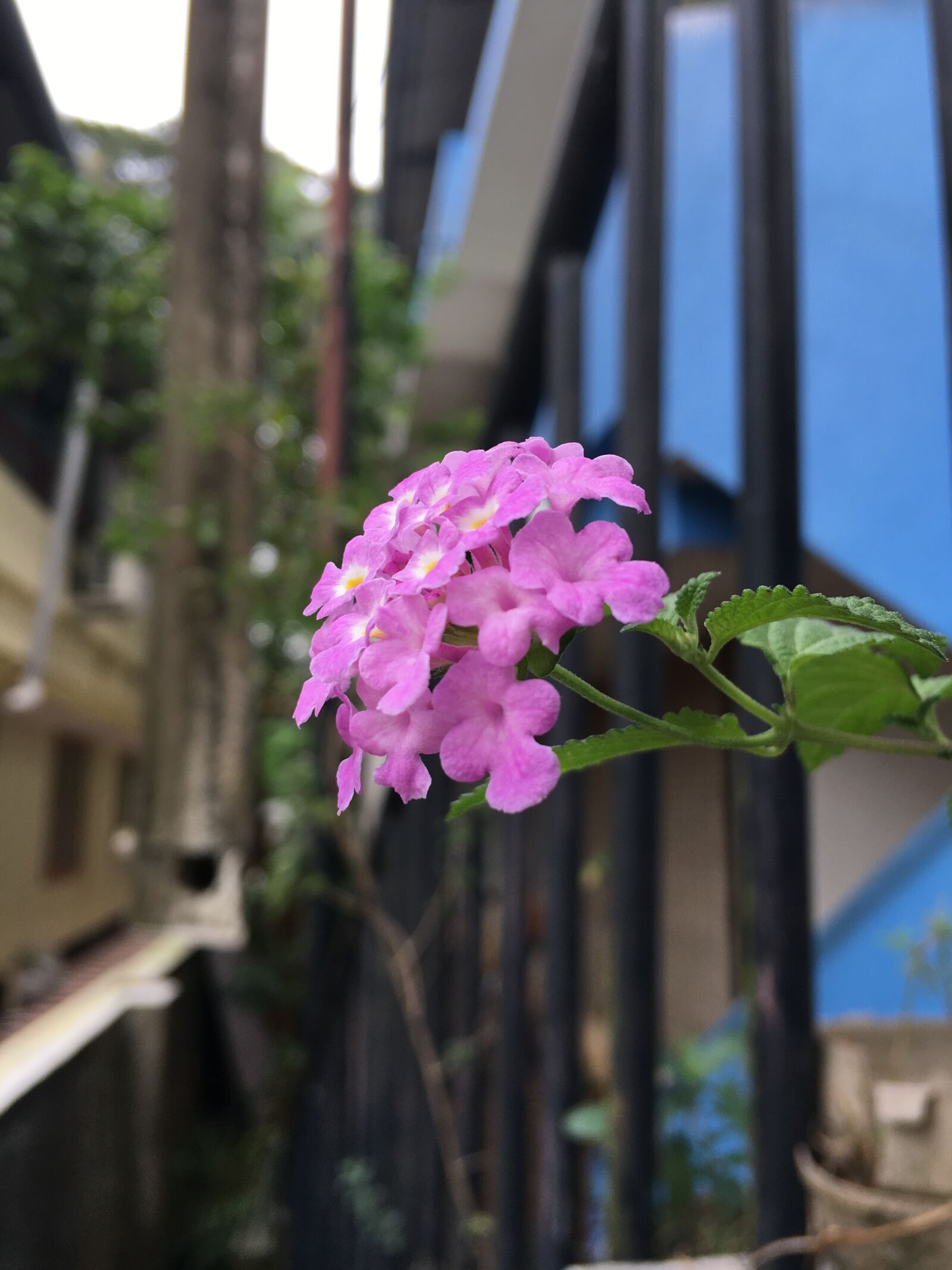 iPhone 6s Plus back camera 4.15mm f/2.2 sample photo. Flower, rose, nature photography